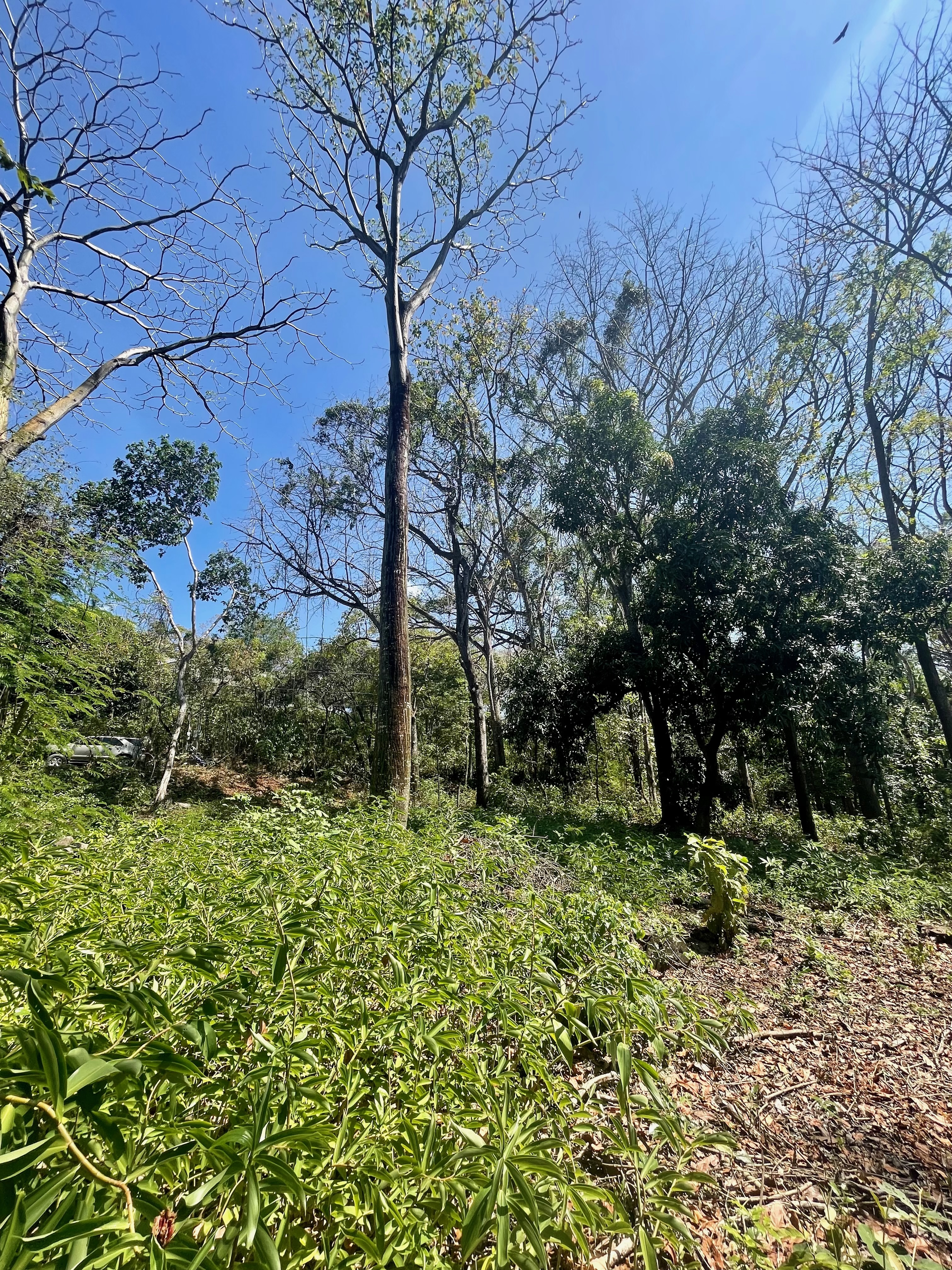 0 bed Land For Sale in Nosara, Guanacaste - thumb 16