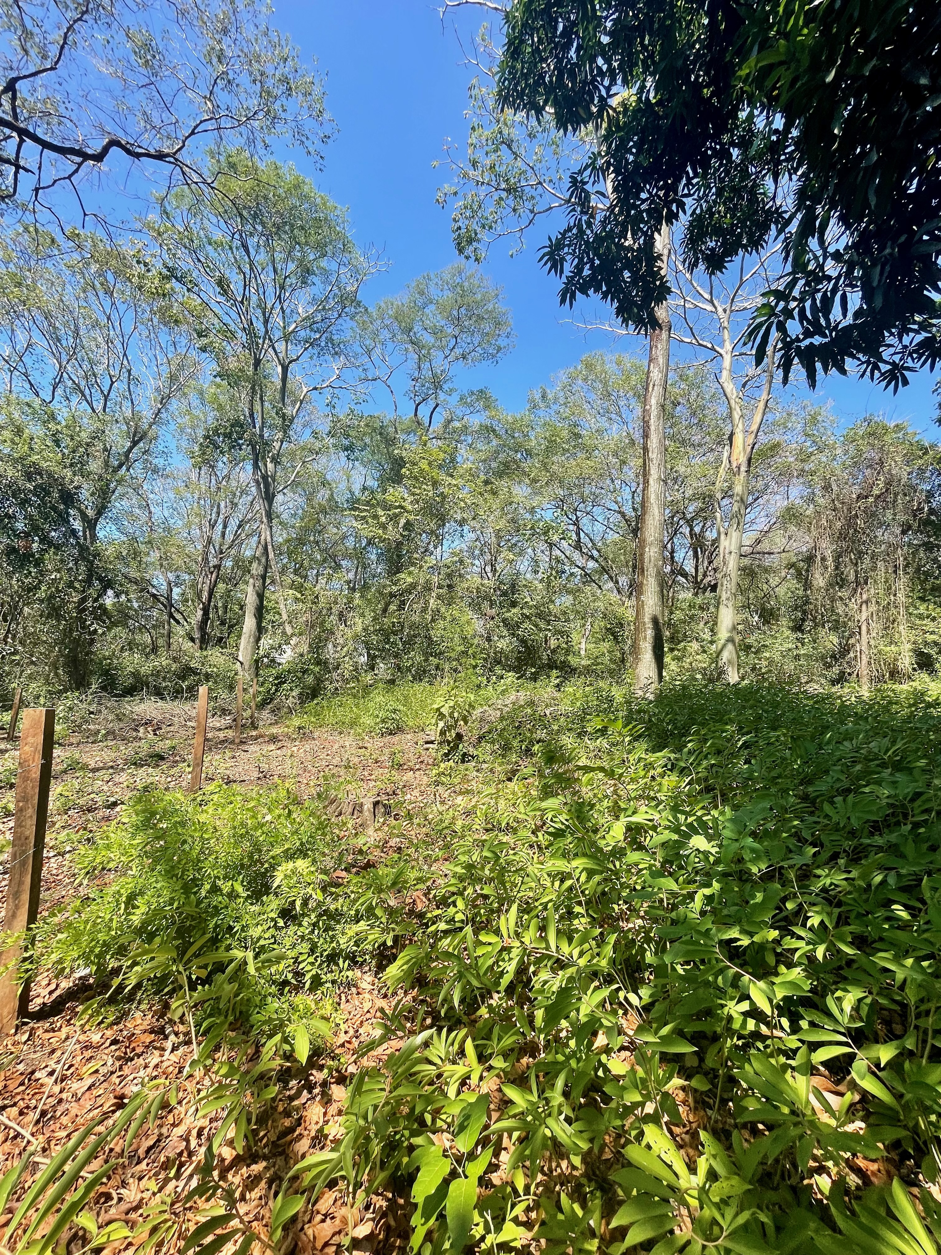 0 bed Land For Sale in Nosara, Guanacaste - thumb 13
