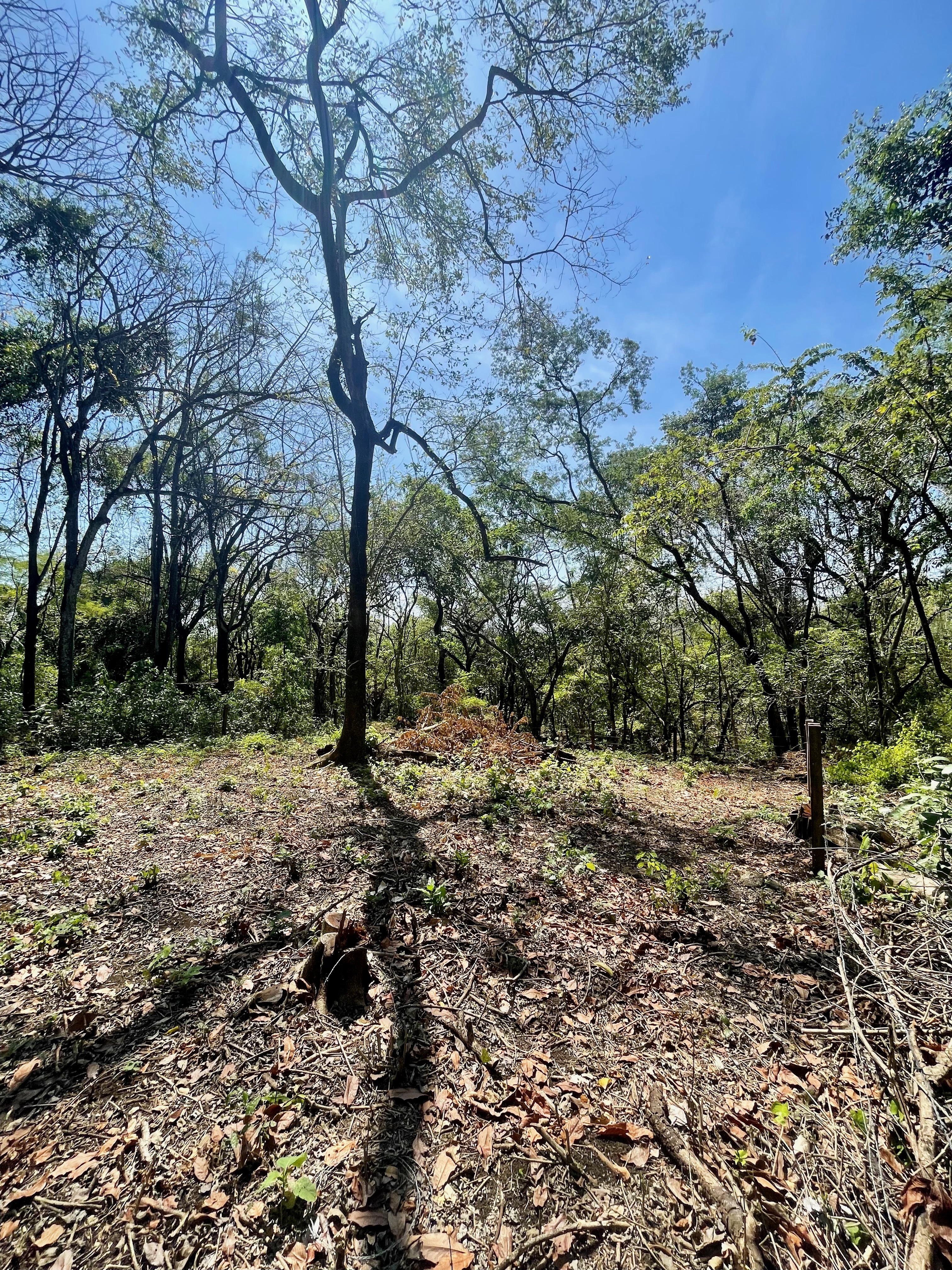 0 bed Land For Sale in Nosara, Guanacaste - thumb 5
