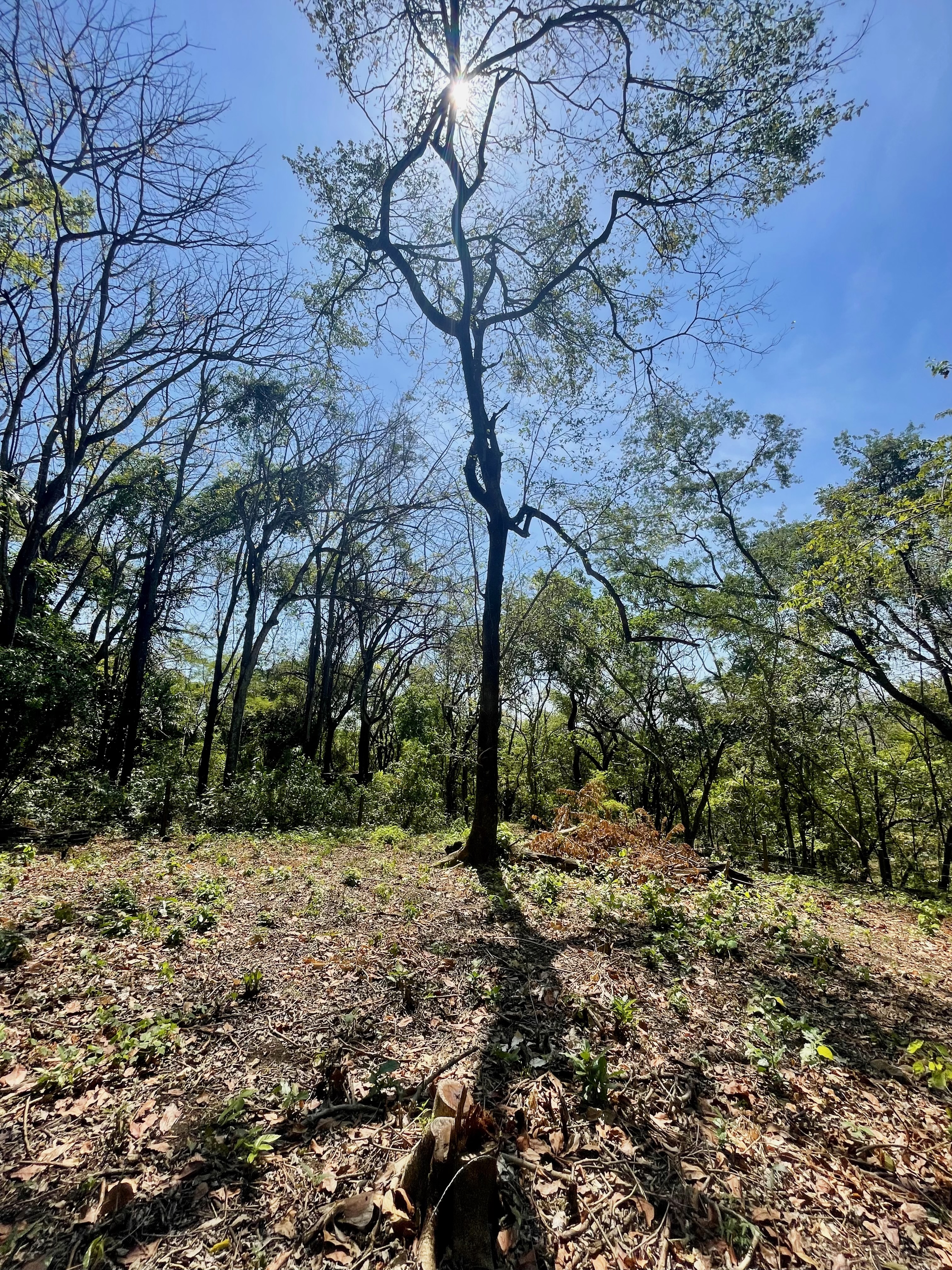 0 bed Land For Sale in Nosara, Guanacaste - thumb 17