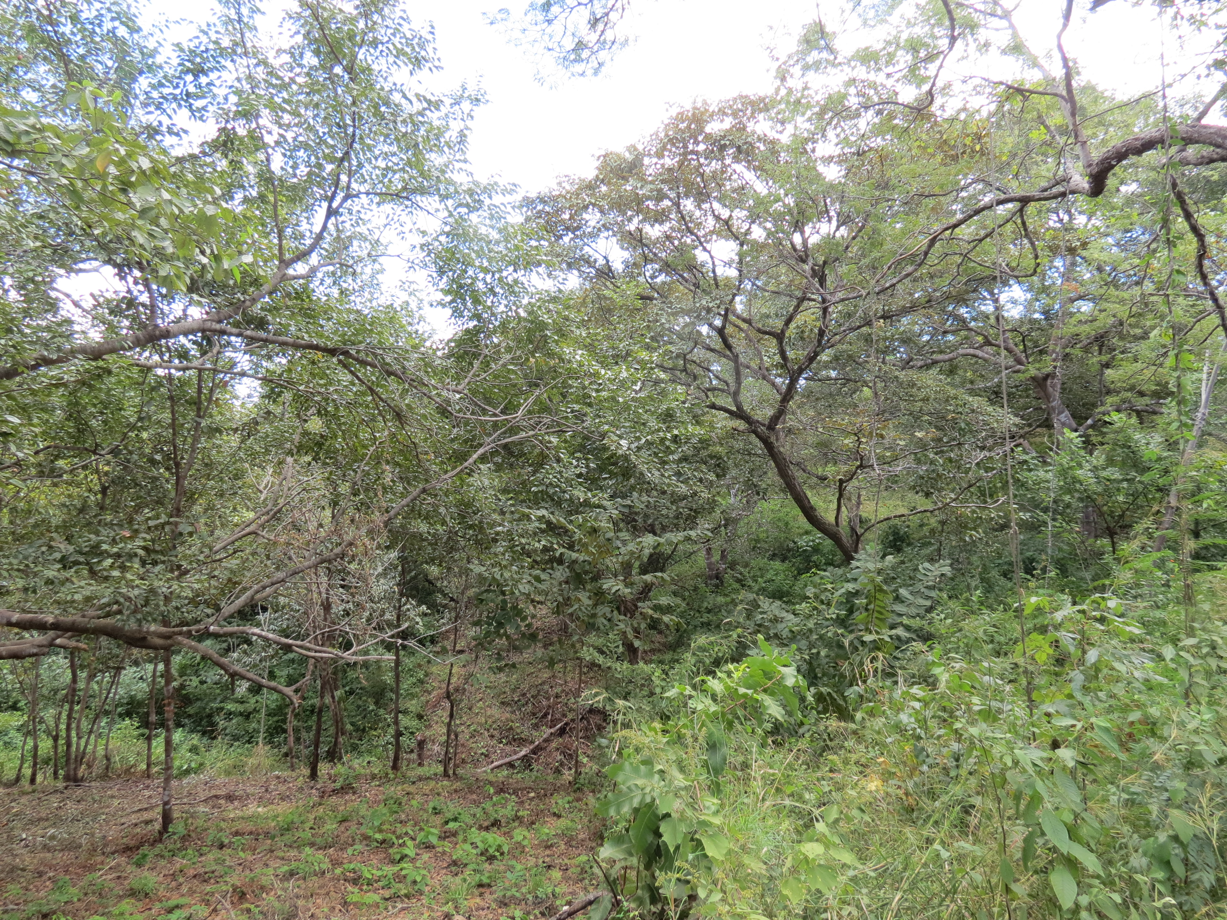 0 bed Land For Sale in Lagarto, Guanacaste - thumb 6