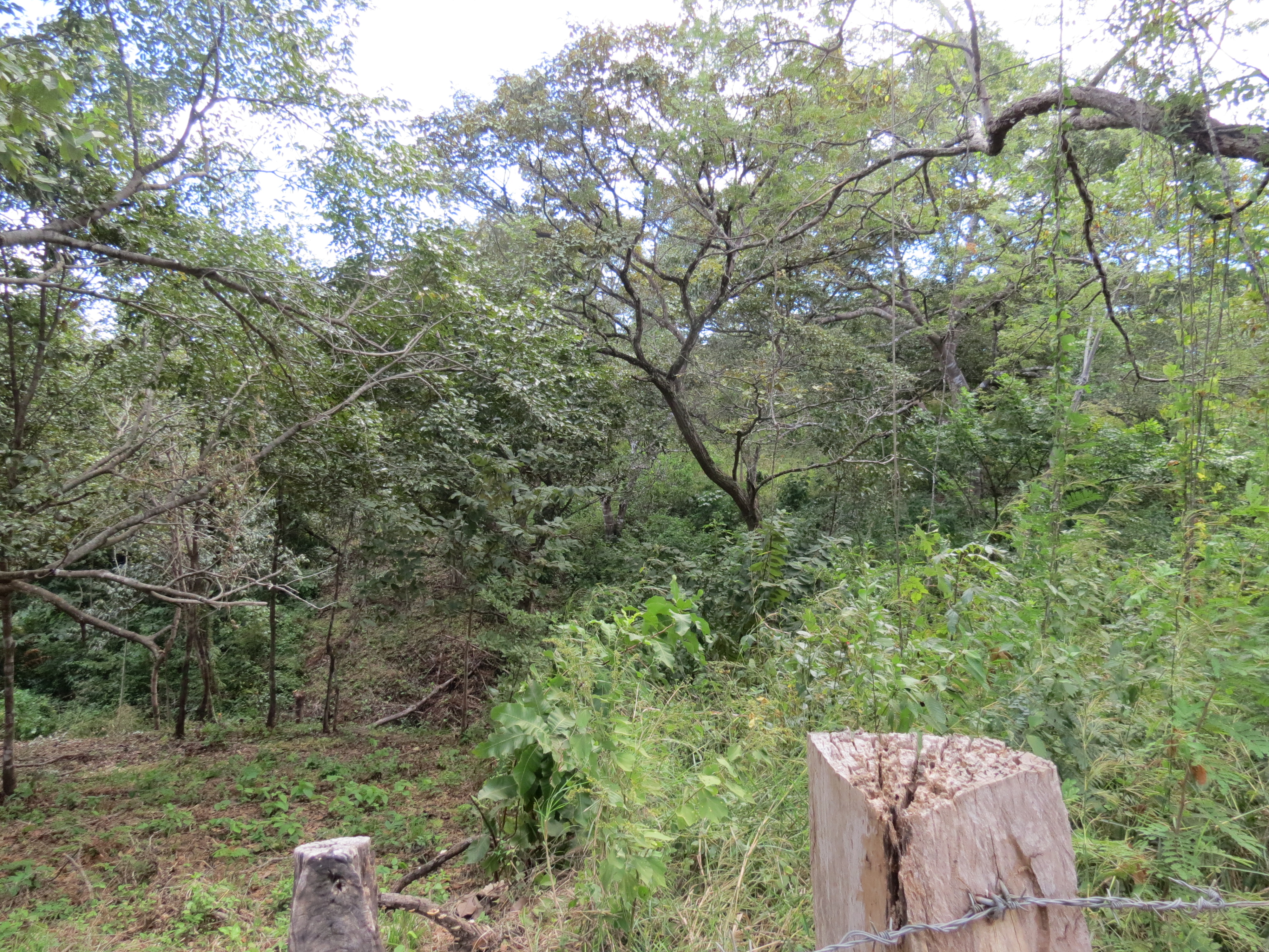 0 bed Land For Sale in Lagarto, Guanacaste - thumb 4