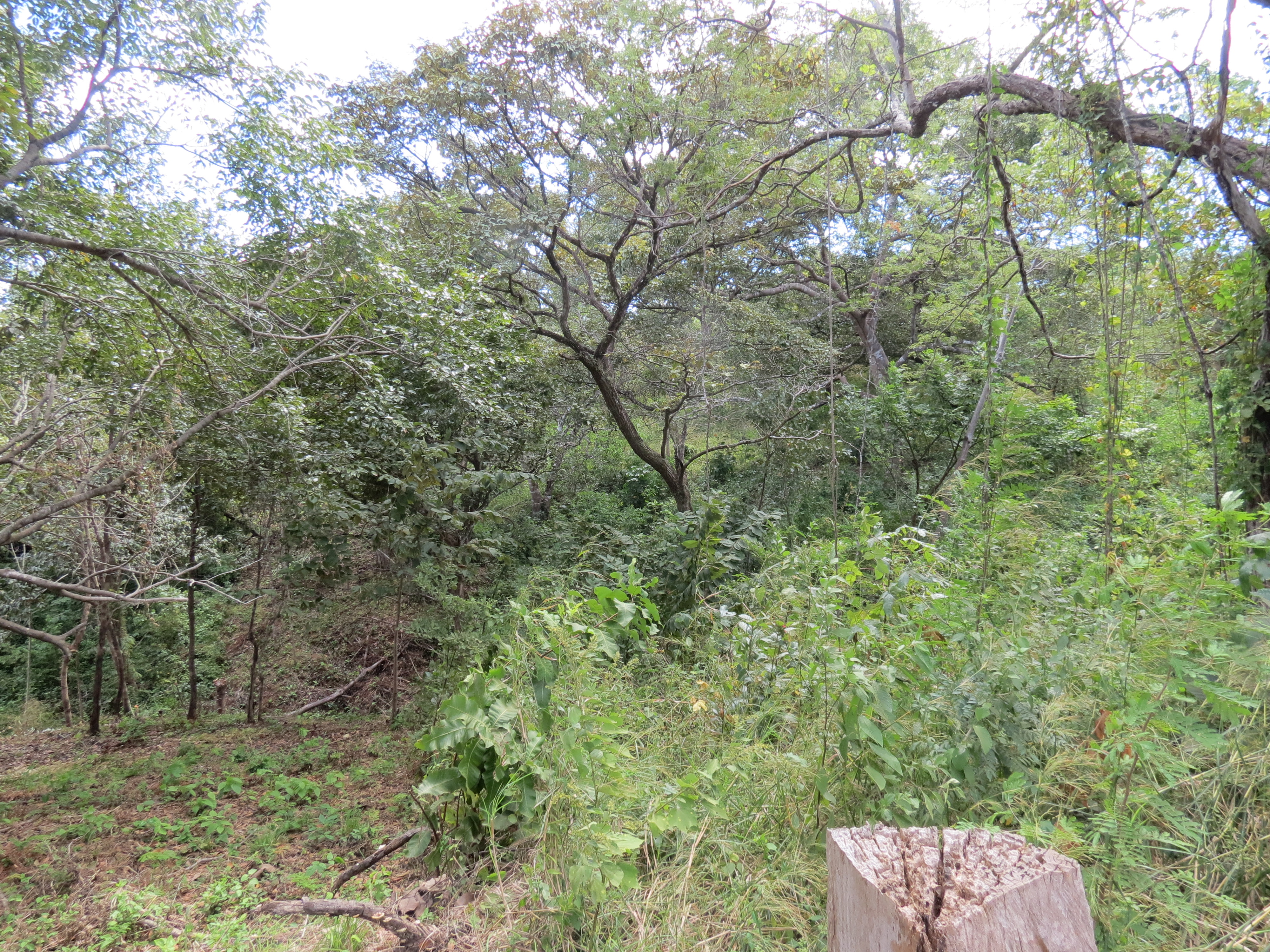 0 bed Land For Sale in Lagarto, Guanacaste - thumb 3