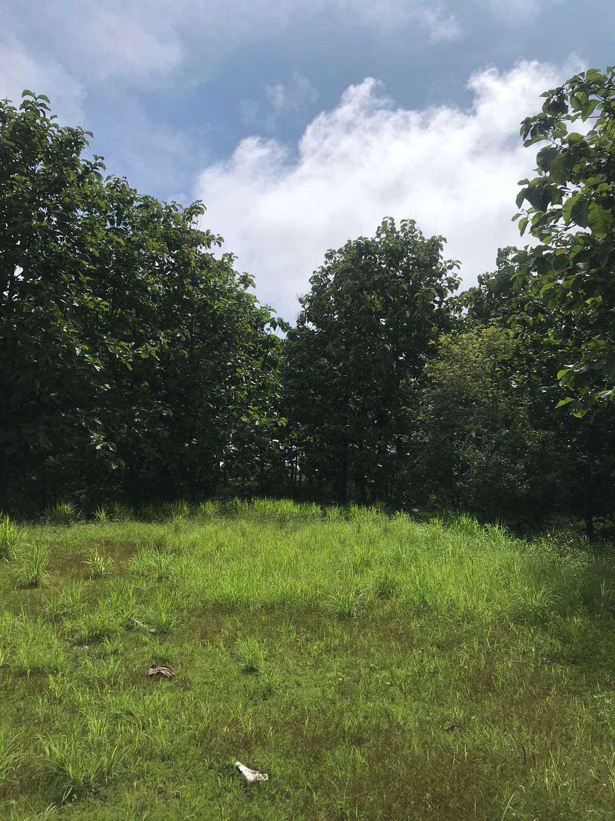 0 bed Land For Sale in Santa Teresa, Puntarenas - thumb 3