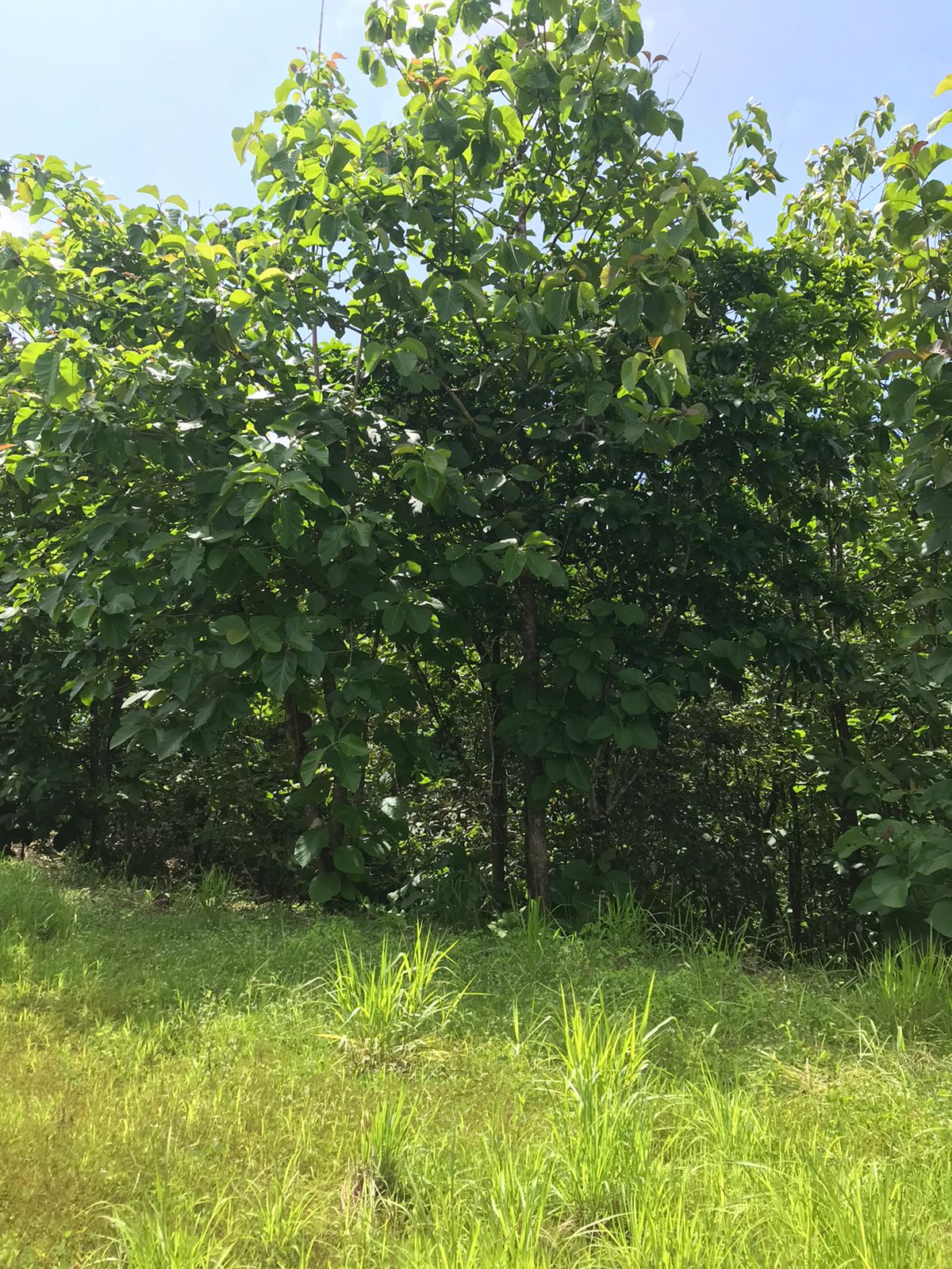 0 bed Land For Sale in Santa Teresa, Puntarenas - thumb 15