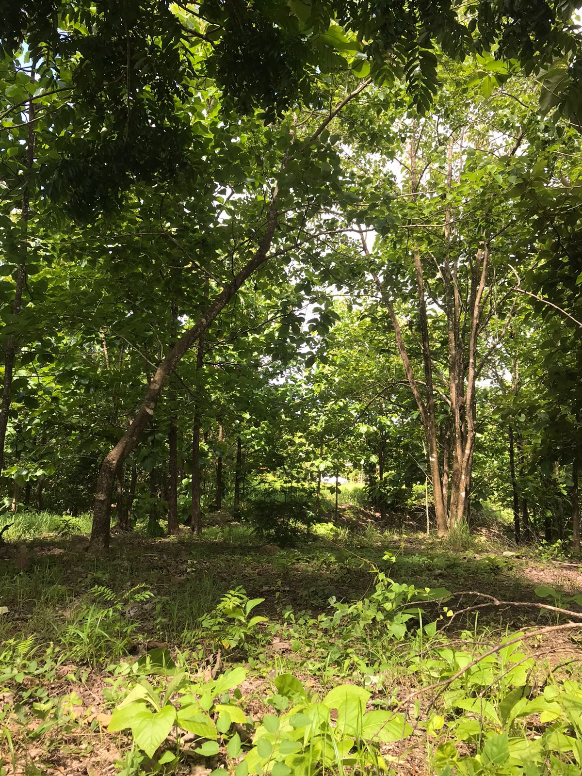 0 bed Land For Sale in Santa Teresa, Puntarenas - thumb 13