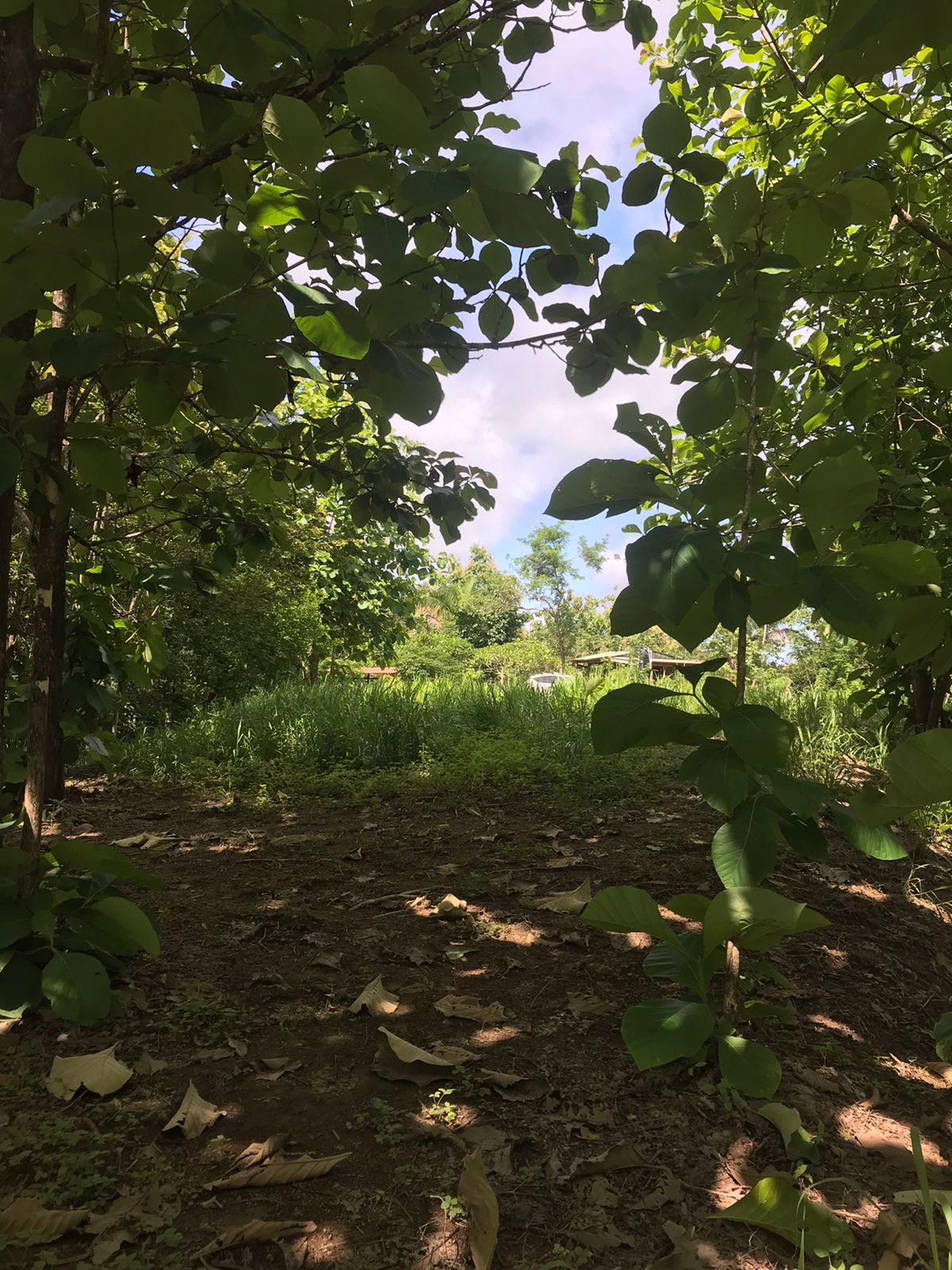 0 bed Land For Sale in Santa Teresa, Puntarenas - thumb 6