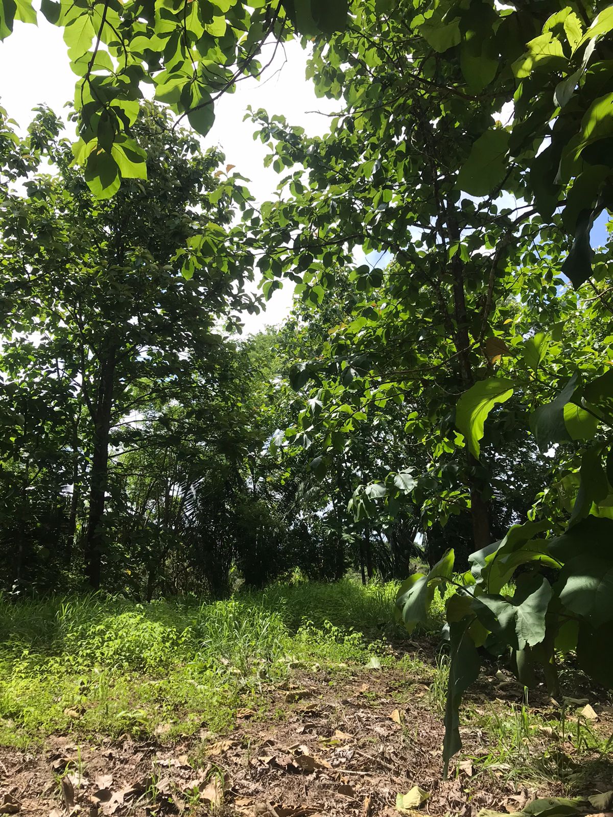 0 bed Land For Sale in Santa Teresa, Puntarenas - thumb 5