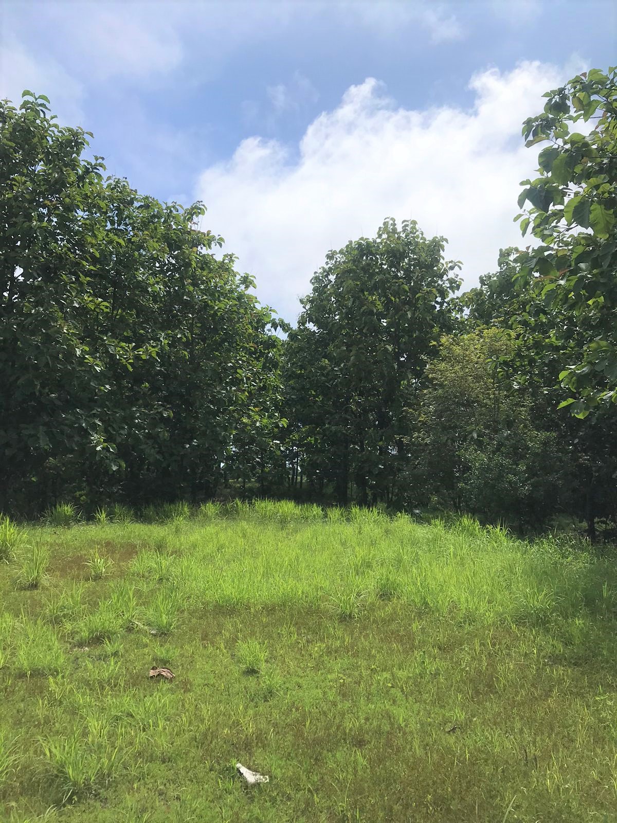 0 bed Land For Sale in Santa Teresa, Puntarenas - thumb 1