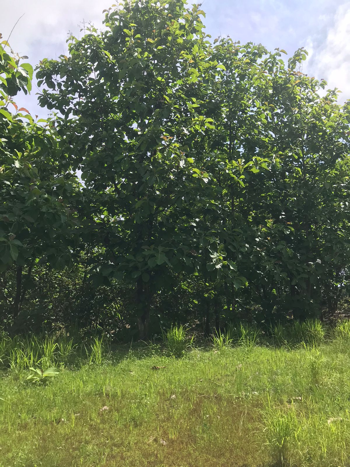 0 bed Land For Sale in Santa Teresa, Puntarenas - thumb 2