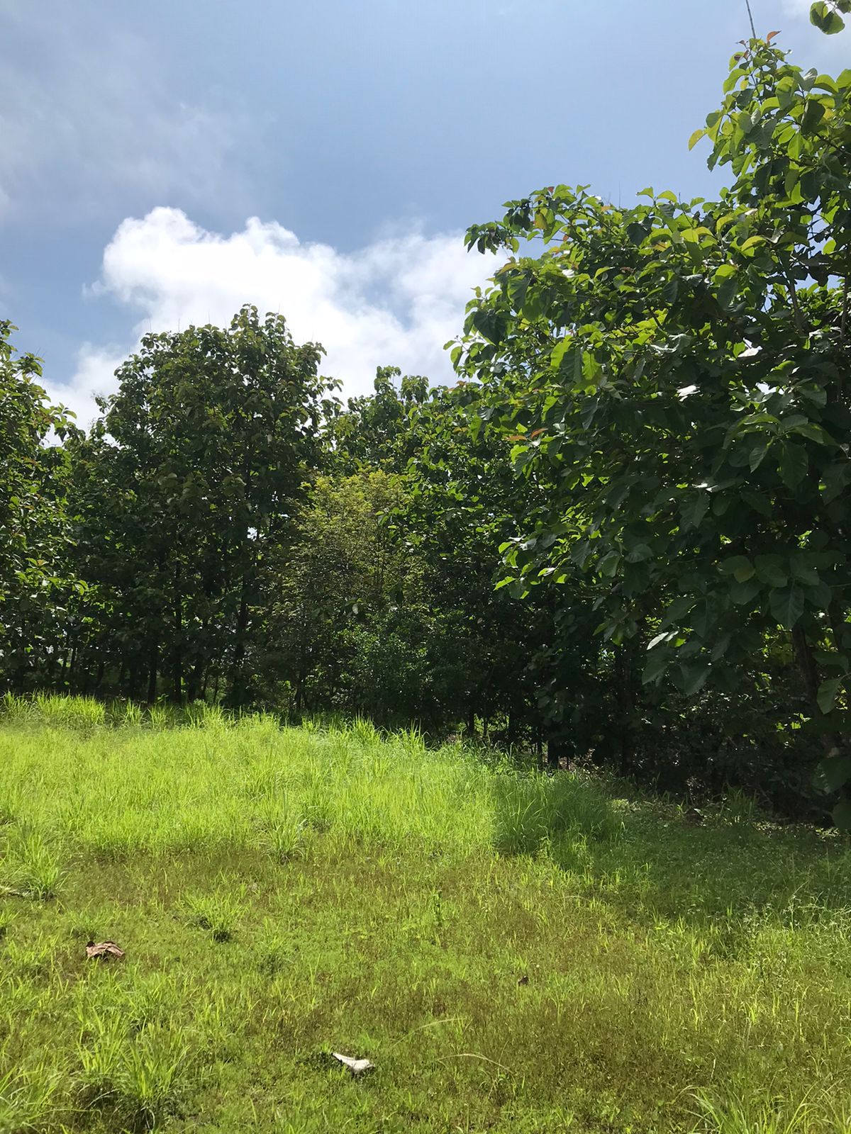 0 bed Land For Sale in Santa Teresa, Puntarenas - thumb 12