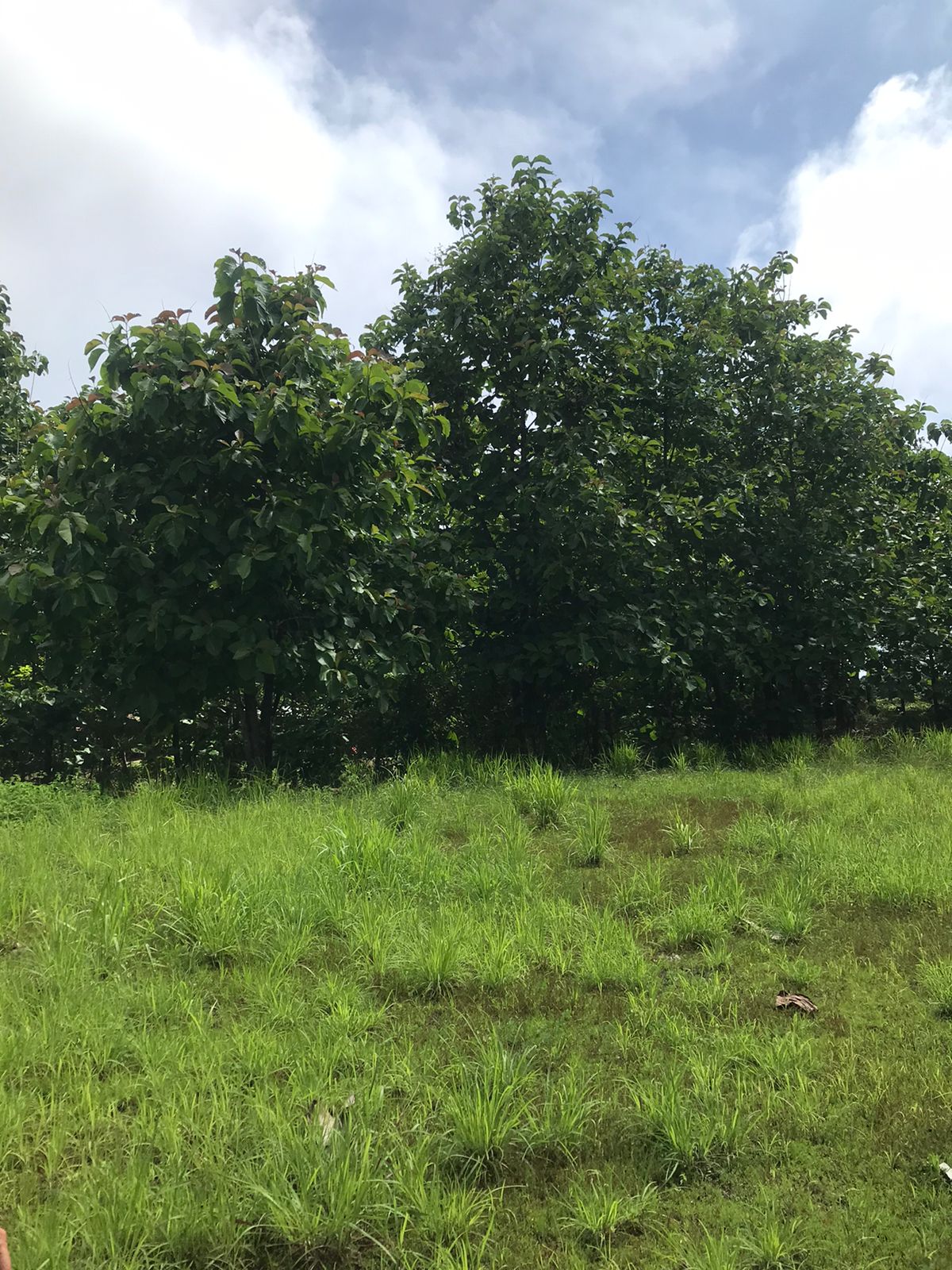 0 bed Land For Sale in Santa Teresa, Puntarenas - thumb 4
