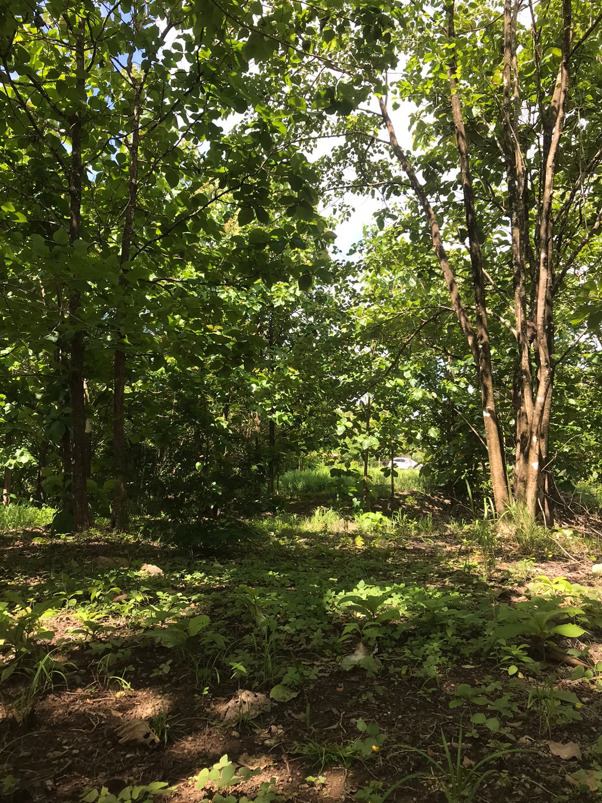 0 bed Land For Sale in Santa Teresa, Puntarenas - thumb 10