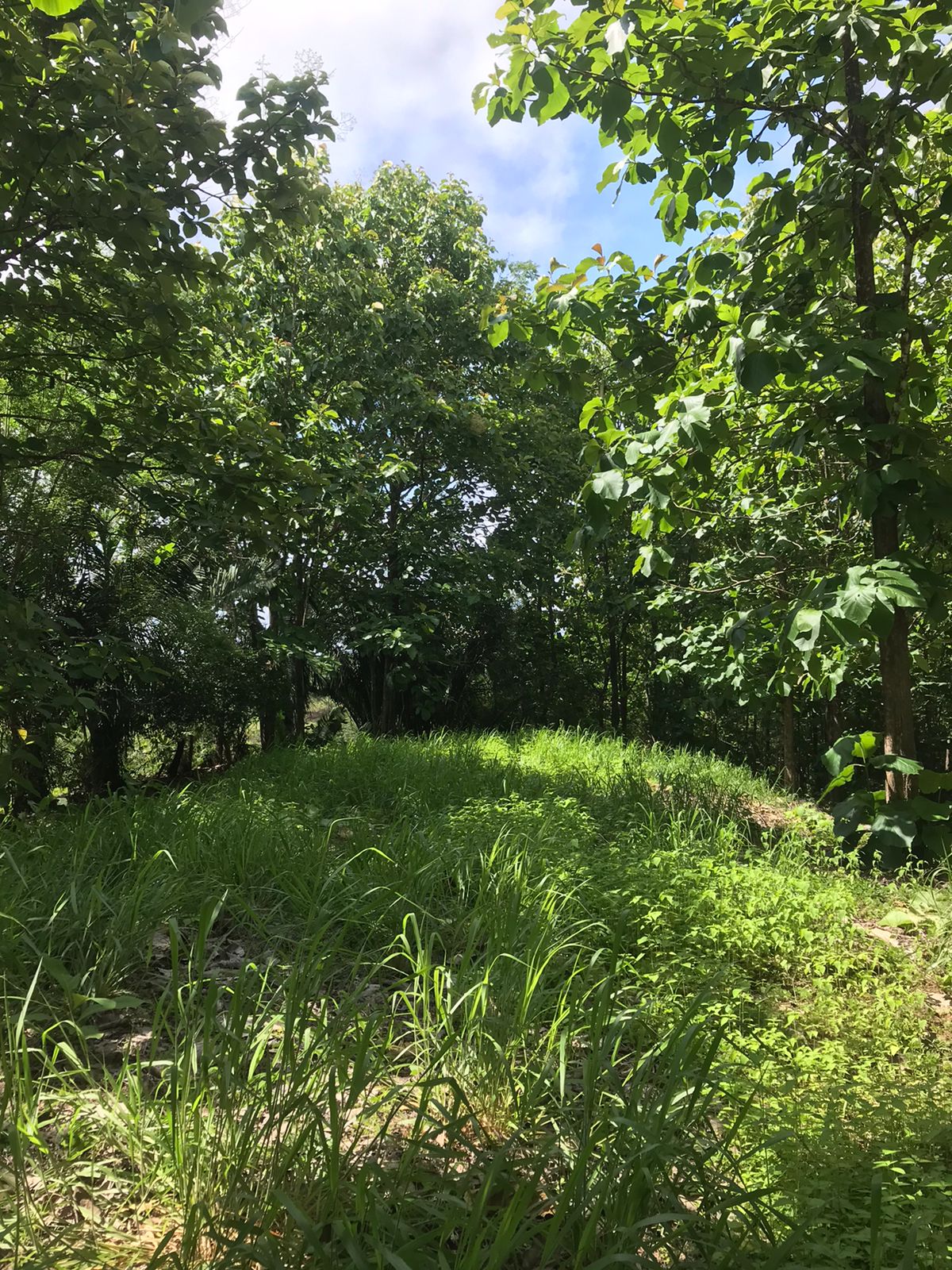 0 bed Land For Sale in Santa Teresa, Puntarenas - thumb 8