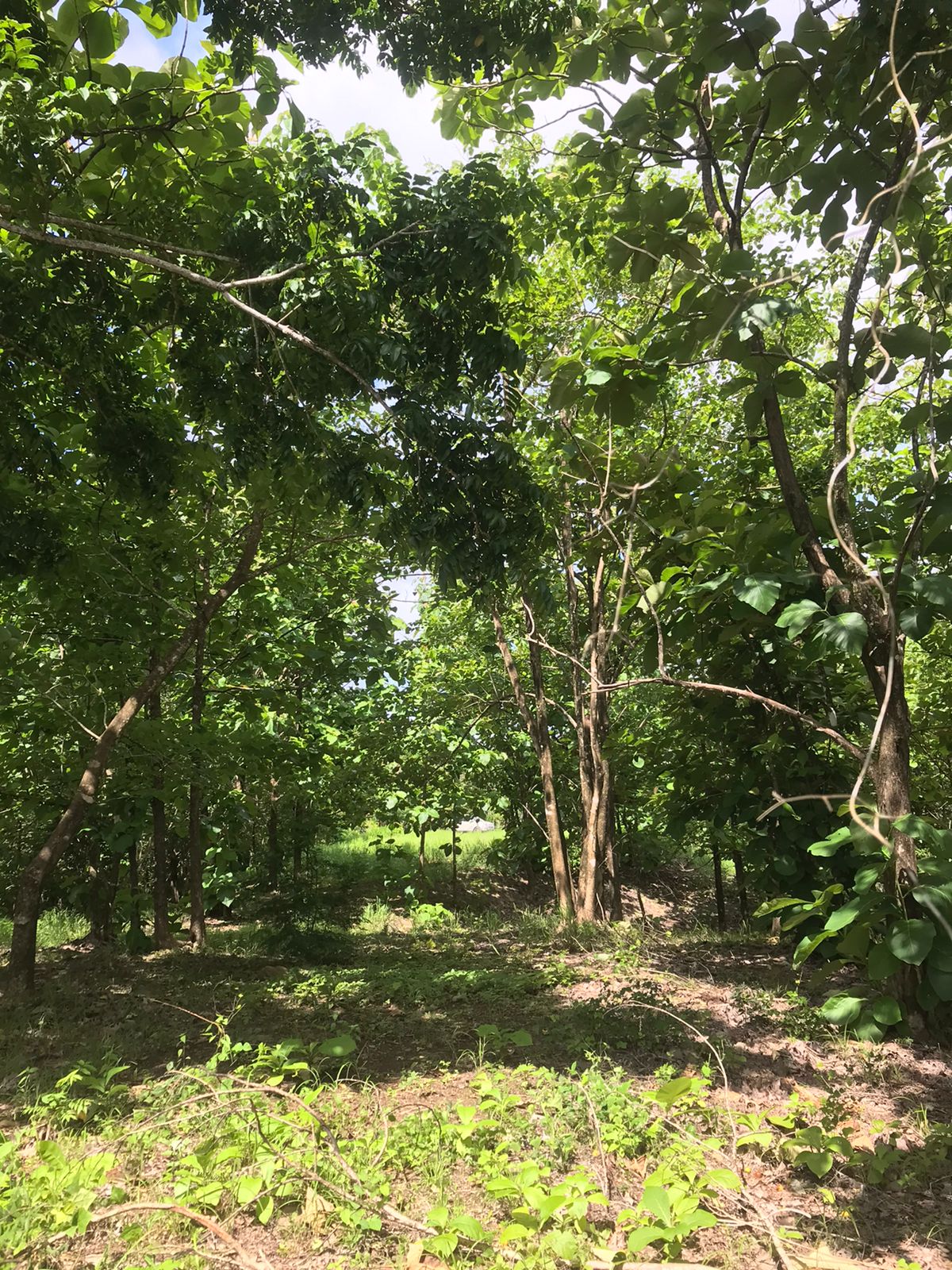 0 bed Land For Sale in Santa Teresa, Puntarenas - thumb 14