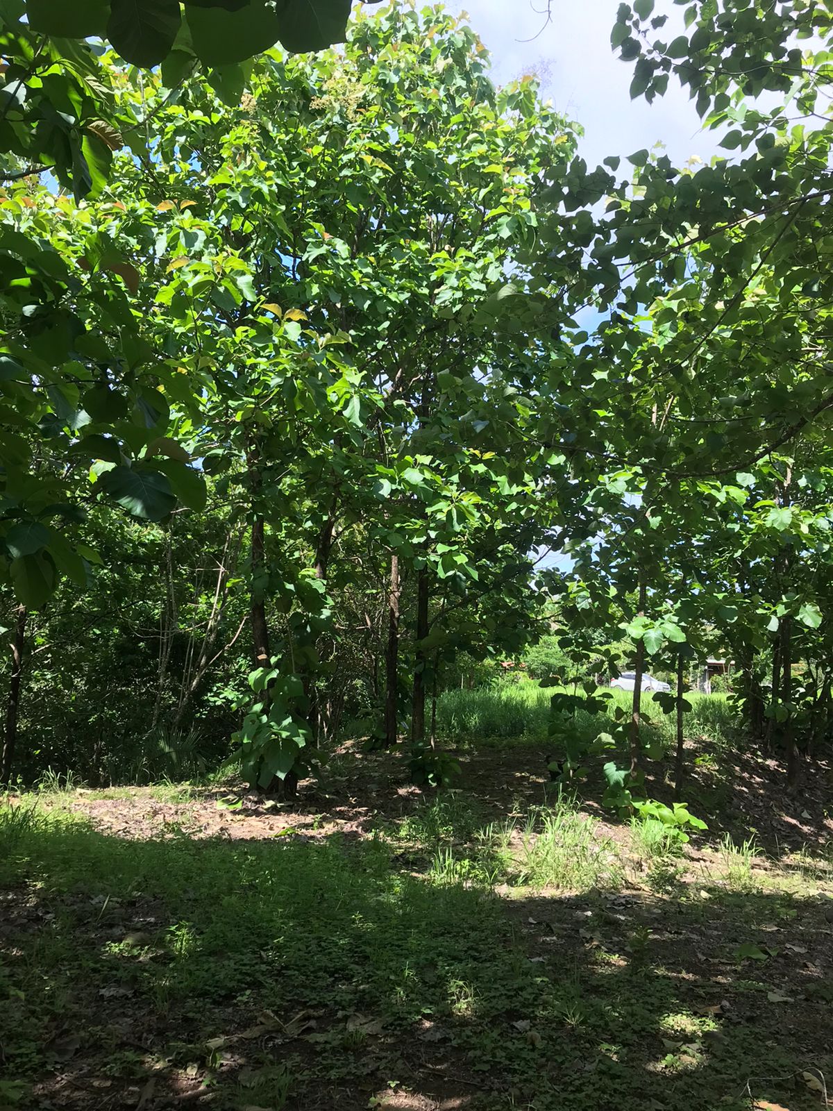 0 bed Land For Sale in Santa Teresa, Puntarenas - thumb 9