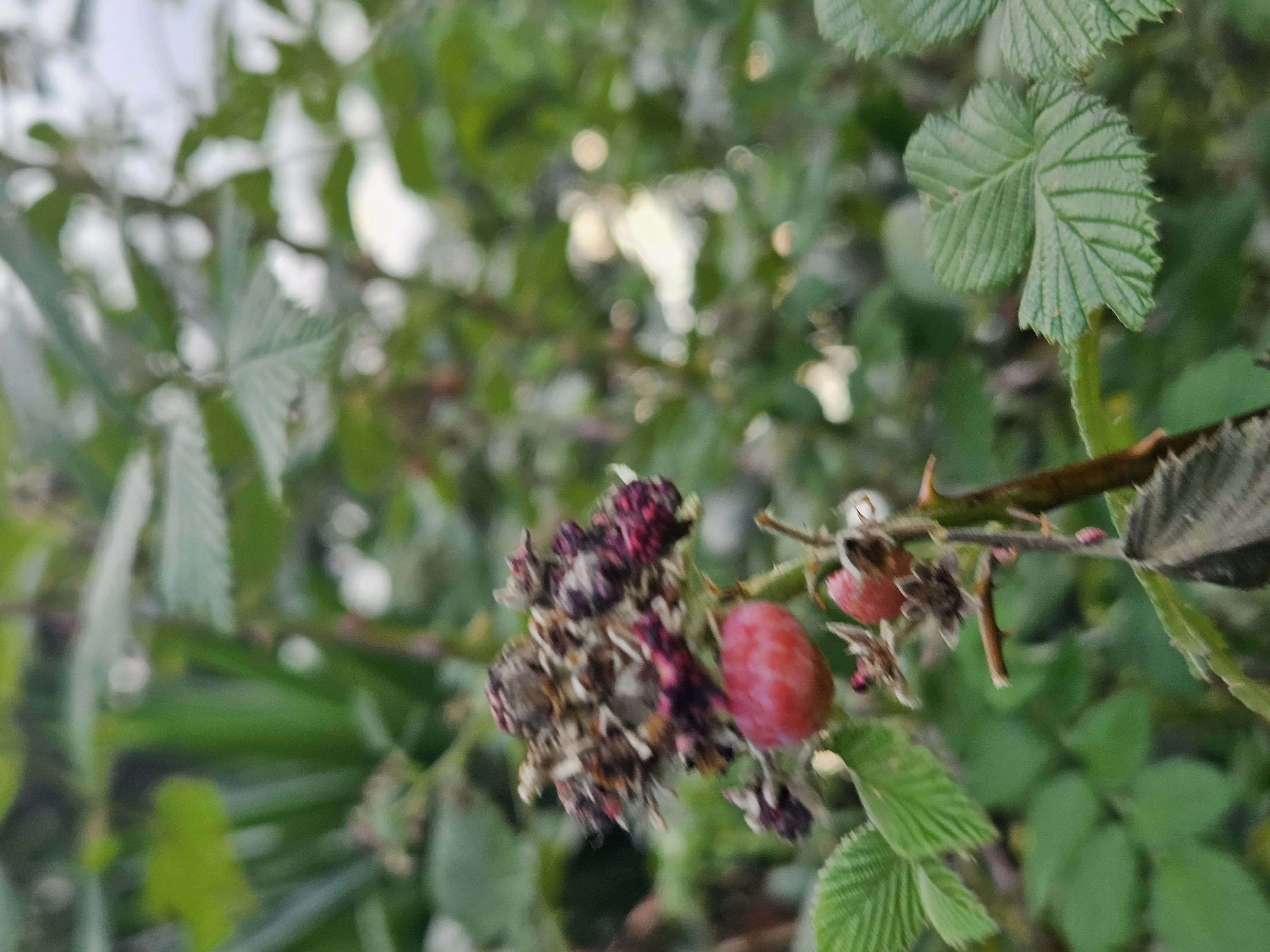 0 bed Land For Sale in Alajuela, Alajuela - thumb 19