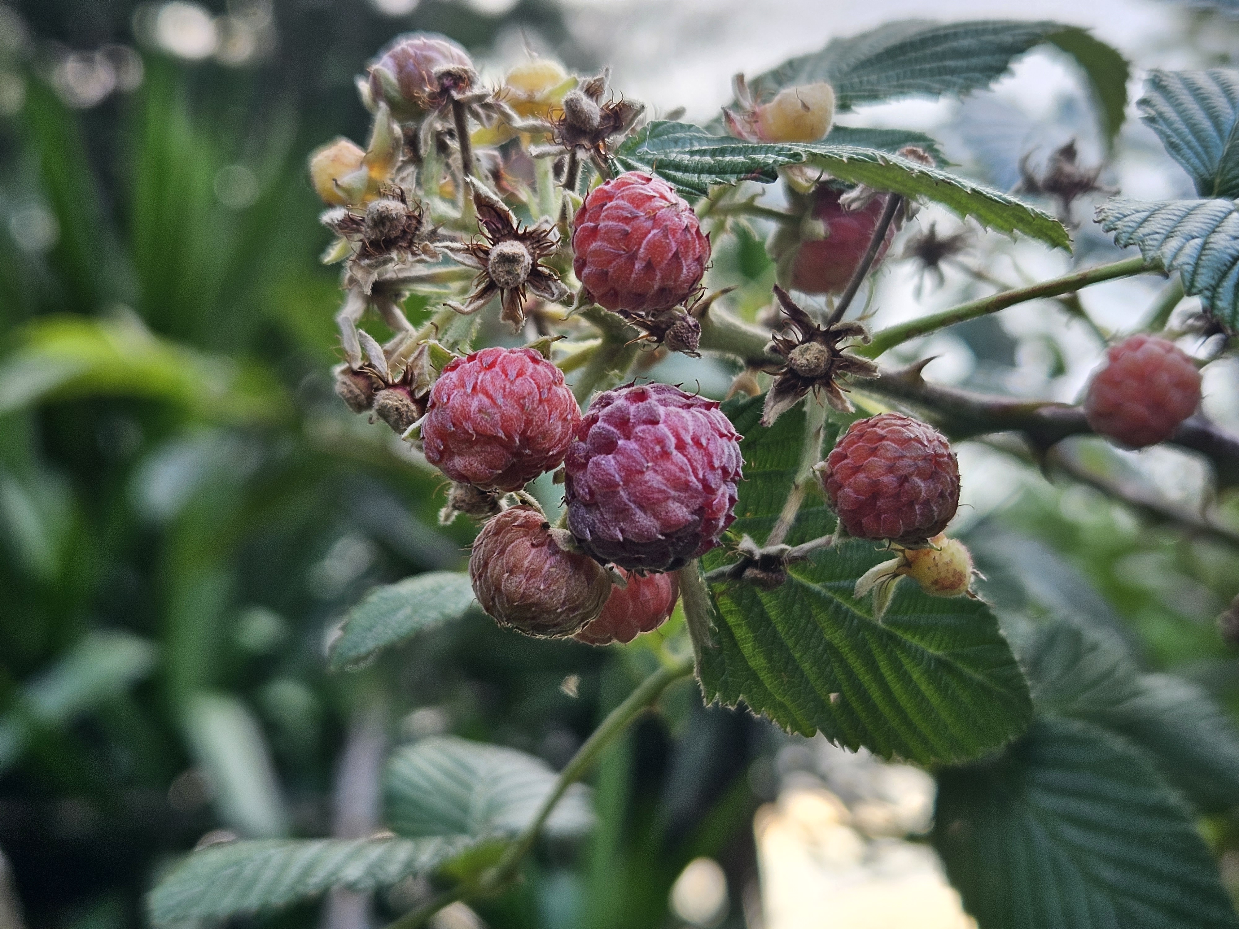 0 bed Land For Sale in Alajuela, Alajuela - thumb 3