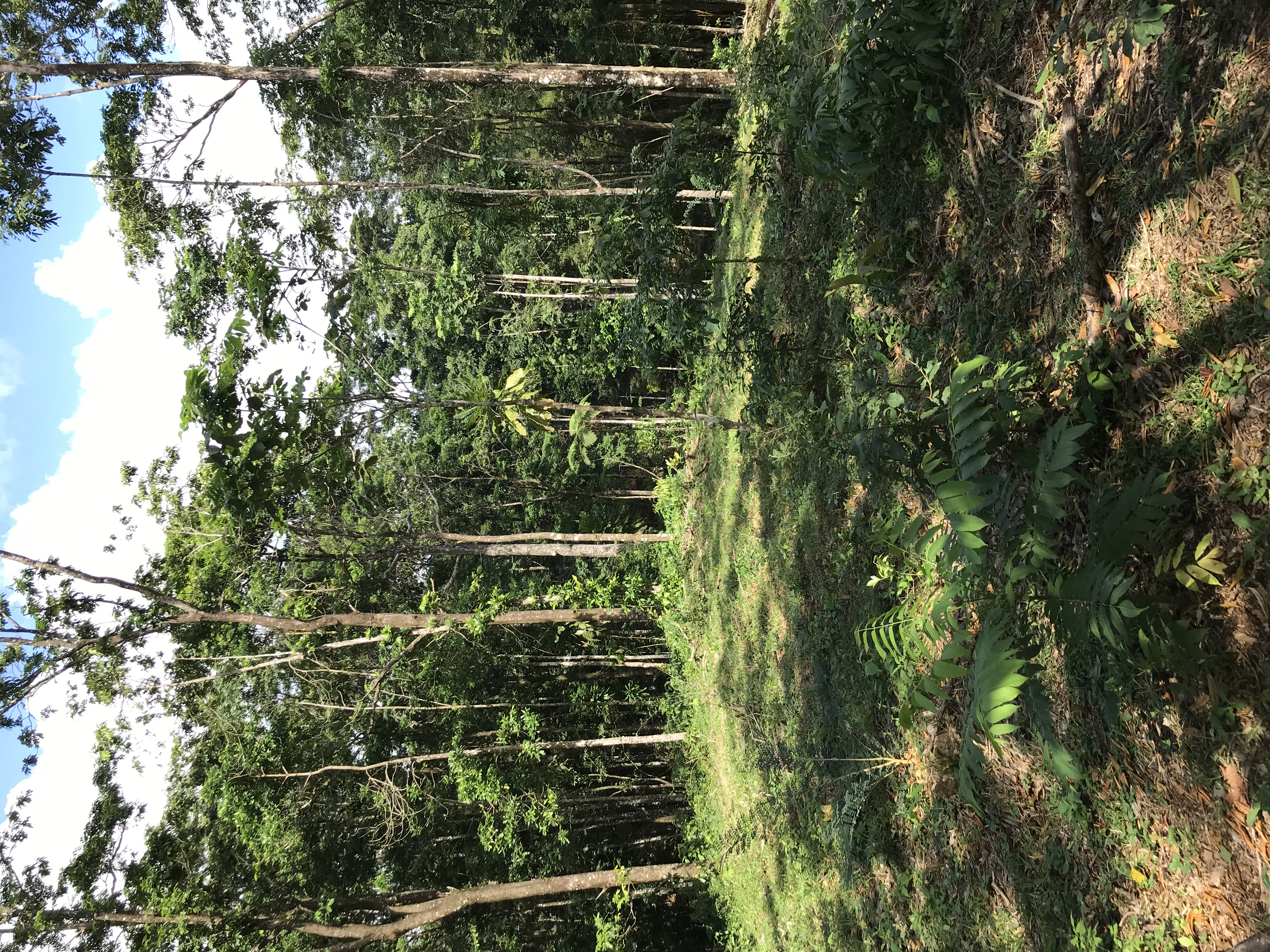0 bed Land For Sale in La Fortuna, Alajuela - thumb 1