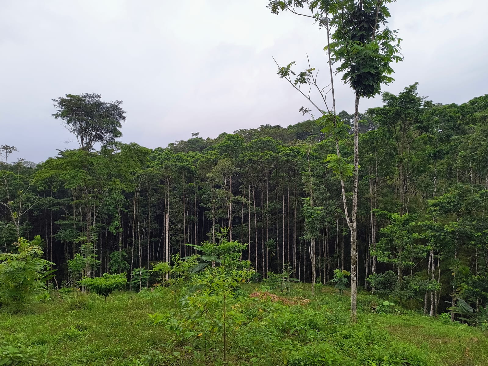 0 bed Land For Sale in La Fortuna, Alajuela - thumb 2