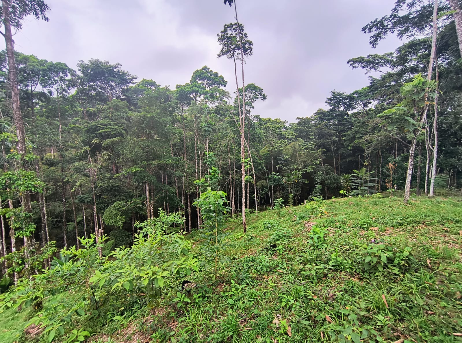 0 bed Land For Sale in La Fortuna, Alajuela - thumb 5