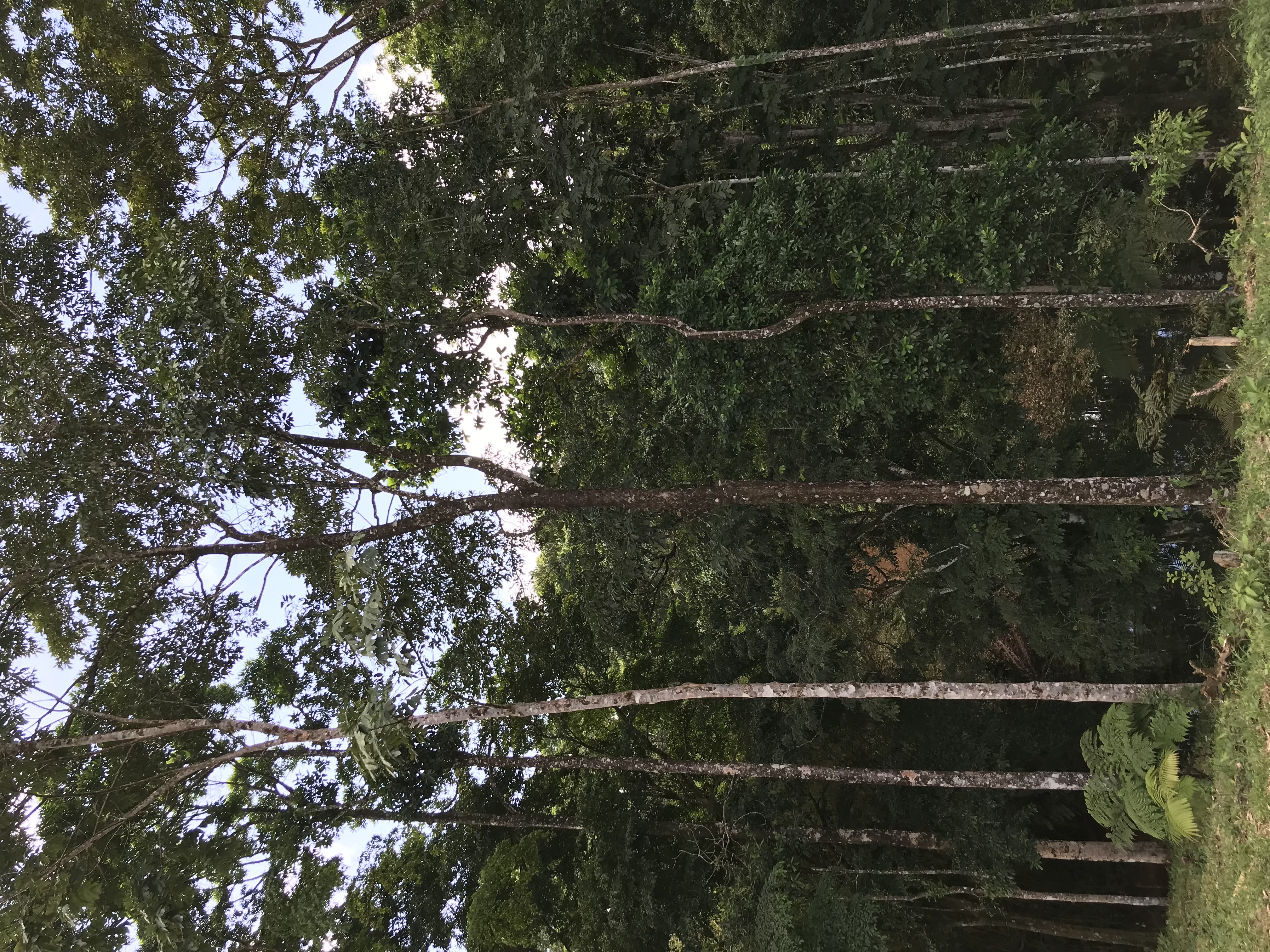 0 bed Land For Sale in La Fortuna, Alajuela - thumb 3