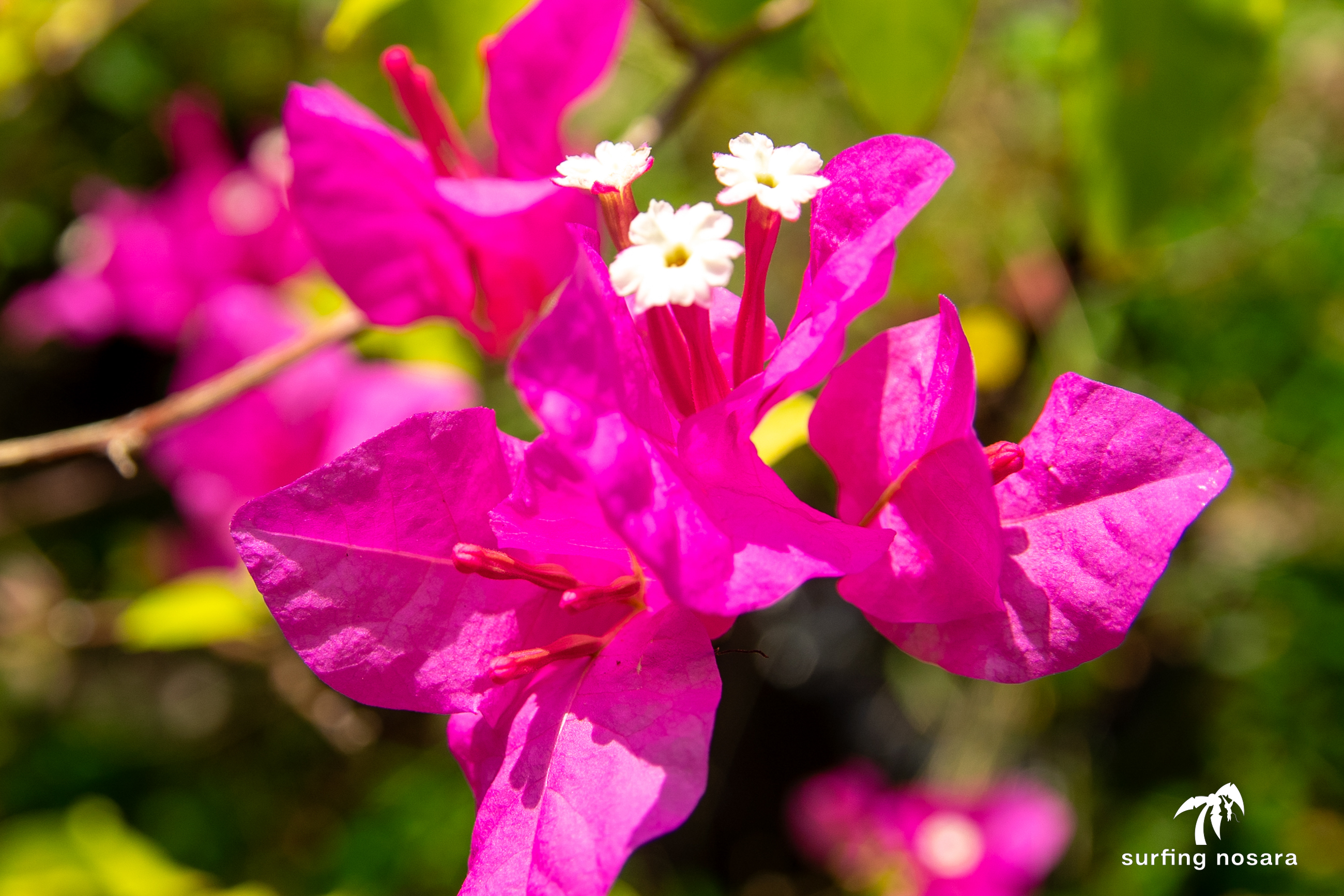 6 bed Land For Sale in Nosara, Guanacaste - thumb 8