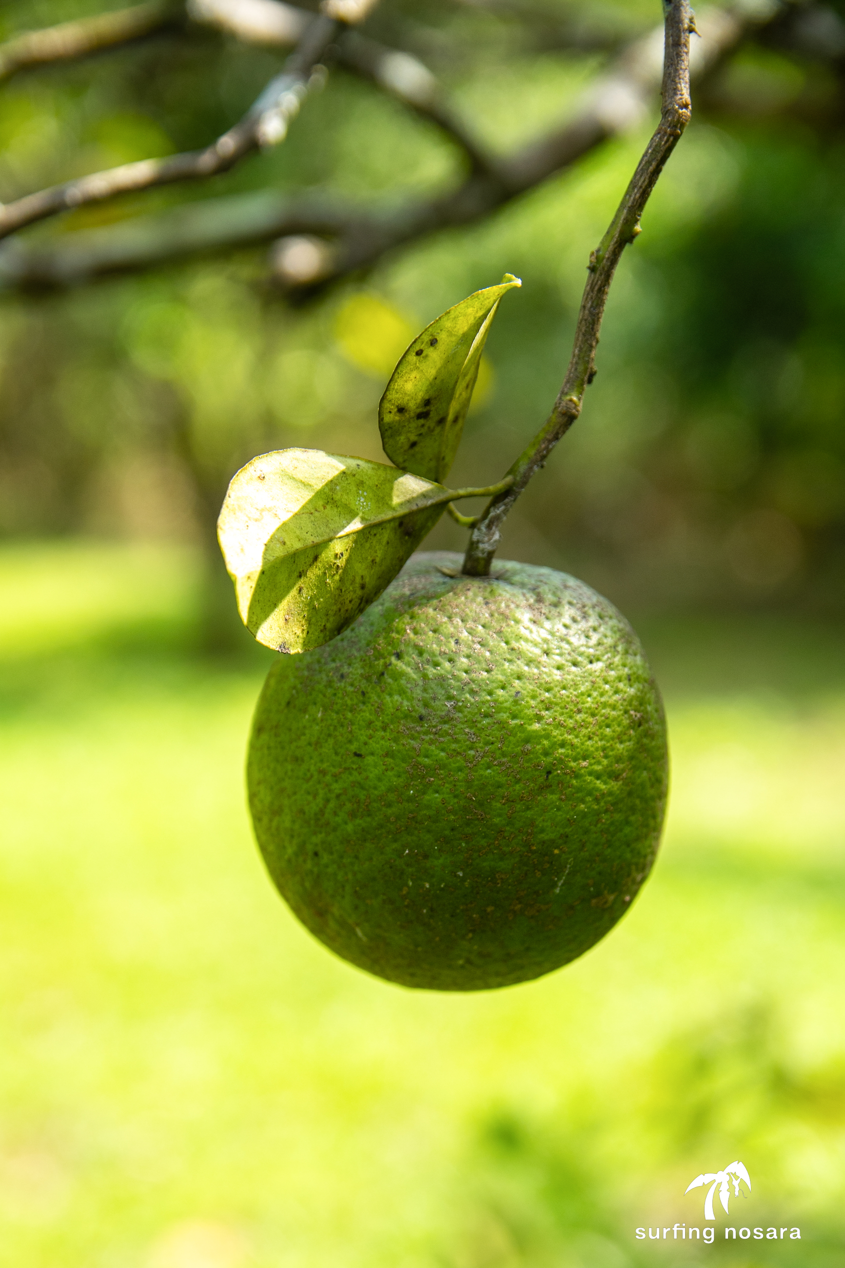 6 bed Land For Sale in Nosara, Guanacaste - thumb 3