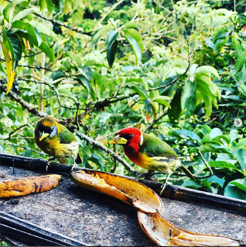 1 bed Commercial For Sale in Perez Zeledon, San Jose - thumb 27