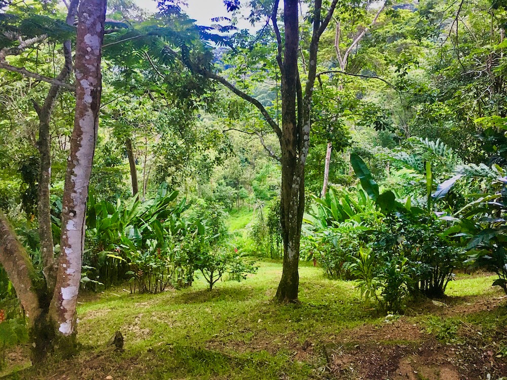 3 bed Single Family Homes For Sale in Dominical, Puntarenas - thumb 30