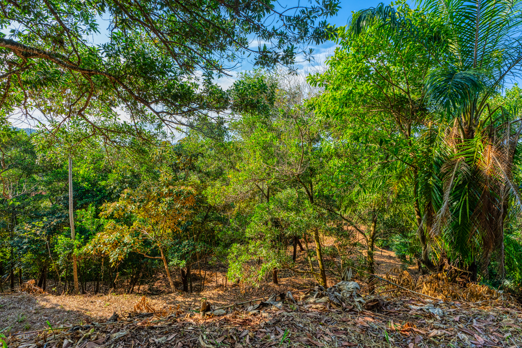 0 bed Land For Sale in Uvita, Puntarenas - thumb 17