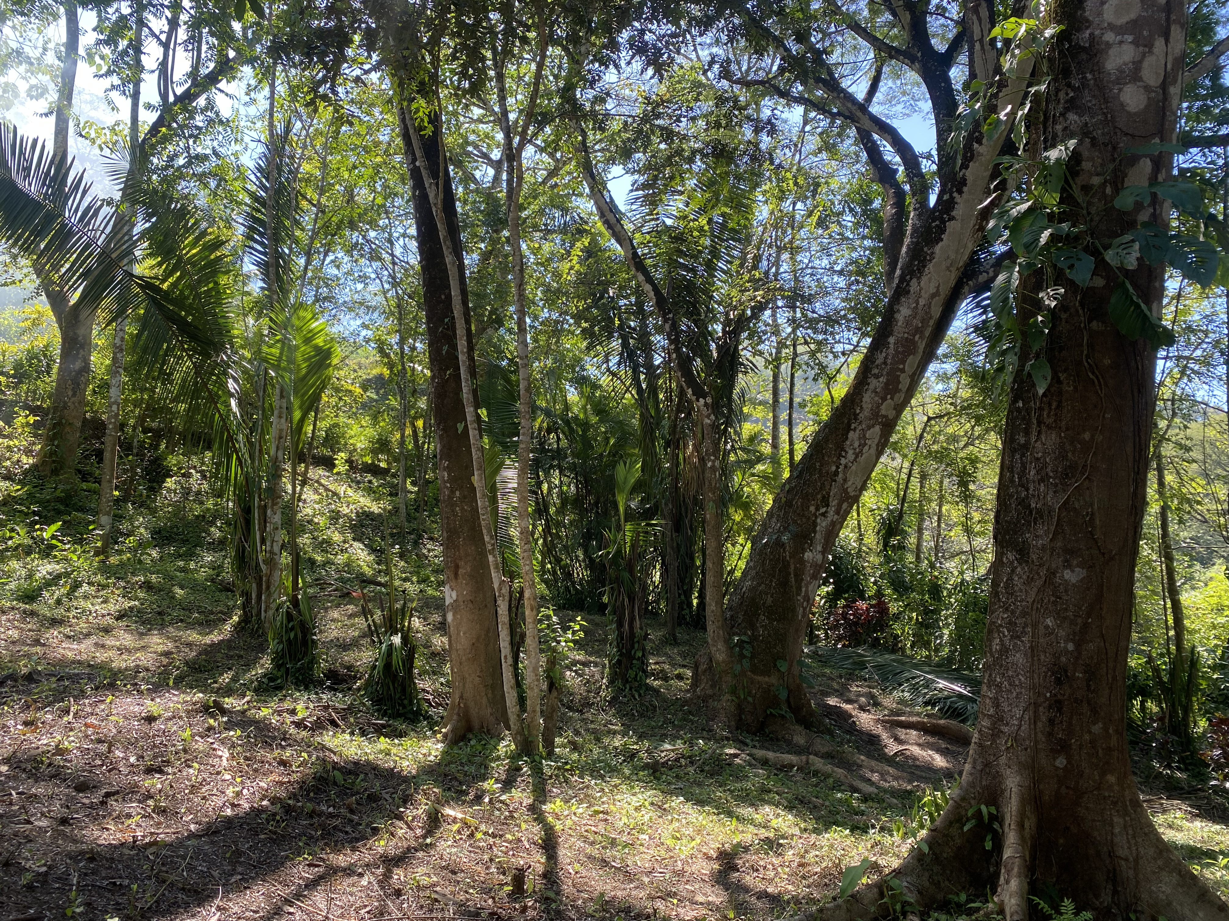 0 bed Land For Sale in Santa Teresa, Puntarenas - thumb 2