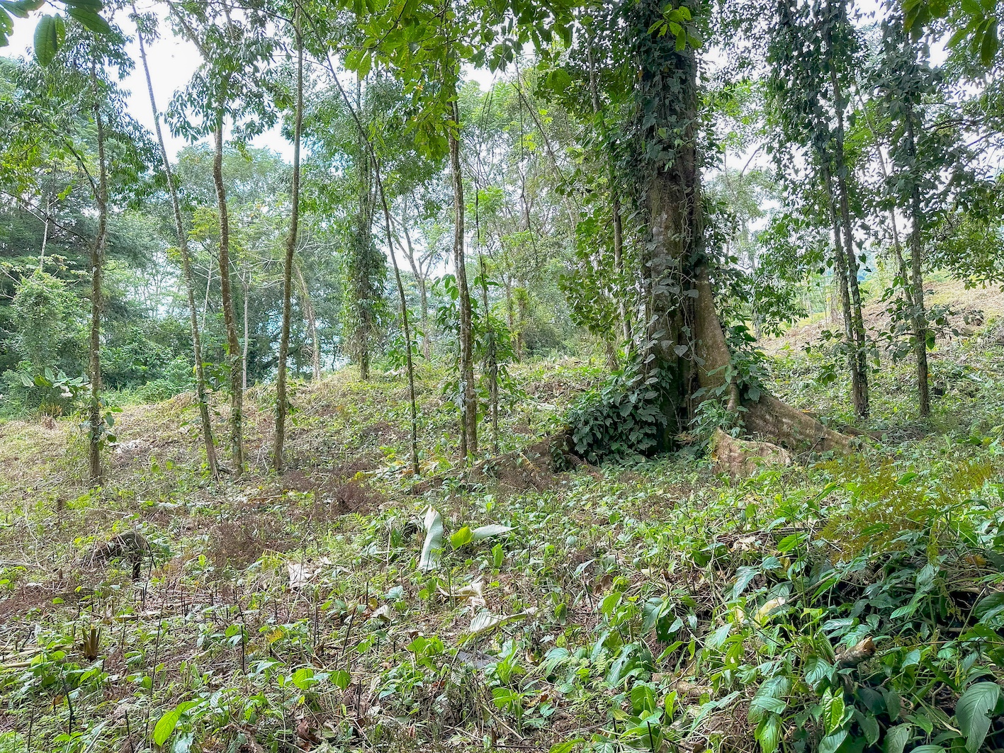 0 bed Land For Sale in Ojochal, Puntarenas - thumb 15
