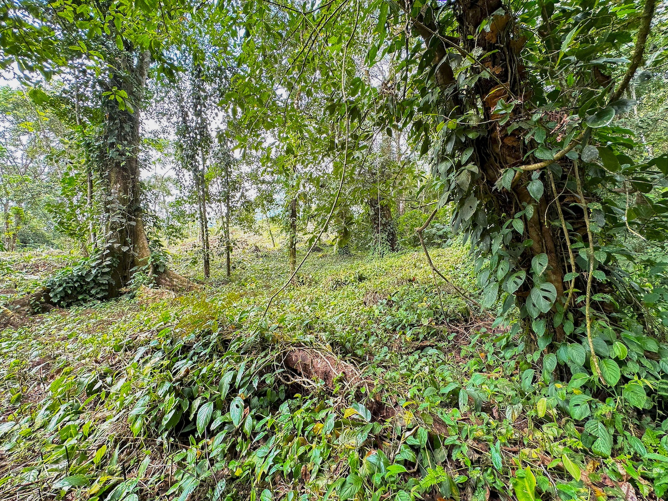 0 bed Land For Sale in Ojochal, Puntarenas - thumb 12
