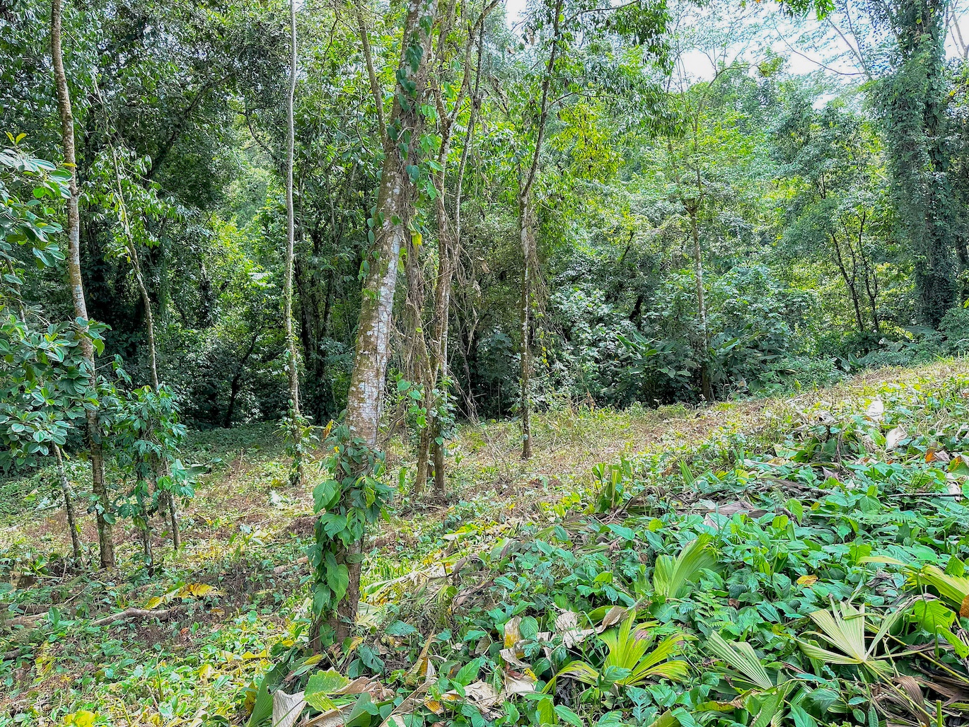0 bed Land For Sale in Ojochal, Puntarenas - thumb 13