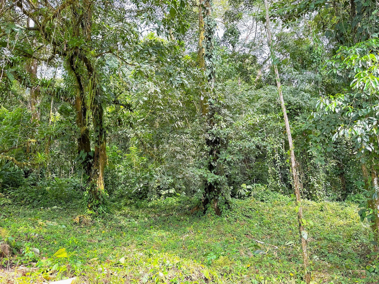 0 bed Land For Sale in Ojochal, Puntarenas - thumb 14