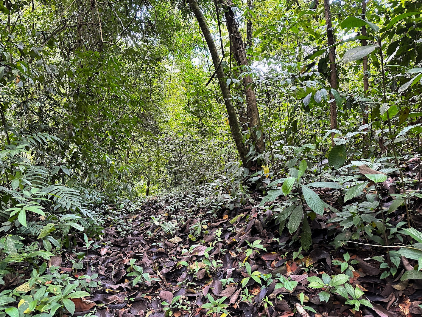 0 bed Land For Sale in Ojochal, Puntarenas - thumb 16