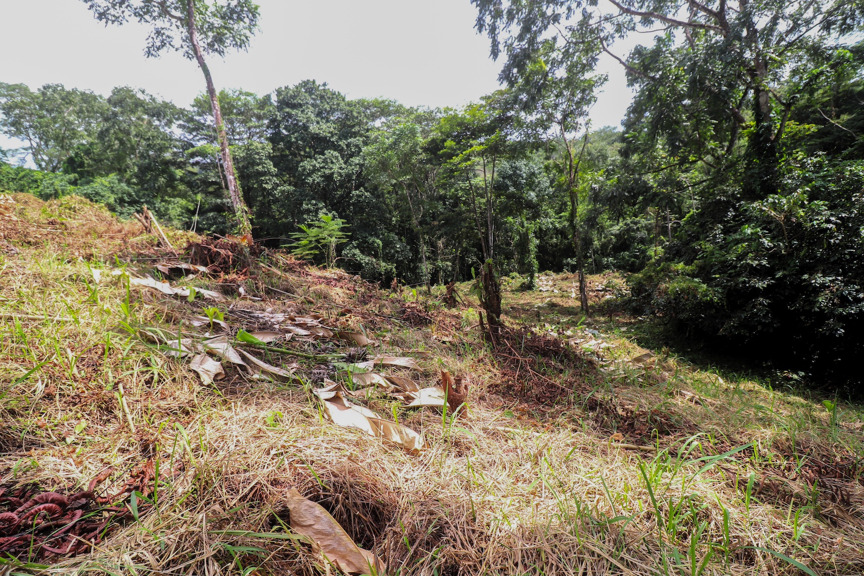 0 bed Land For Sale in Ojochal, Puntarenas - thumb 27