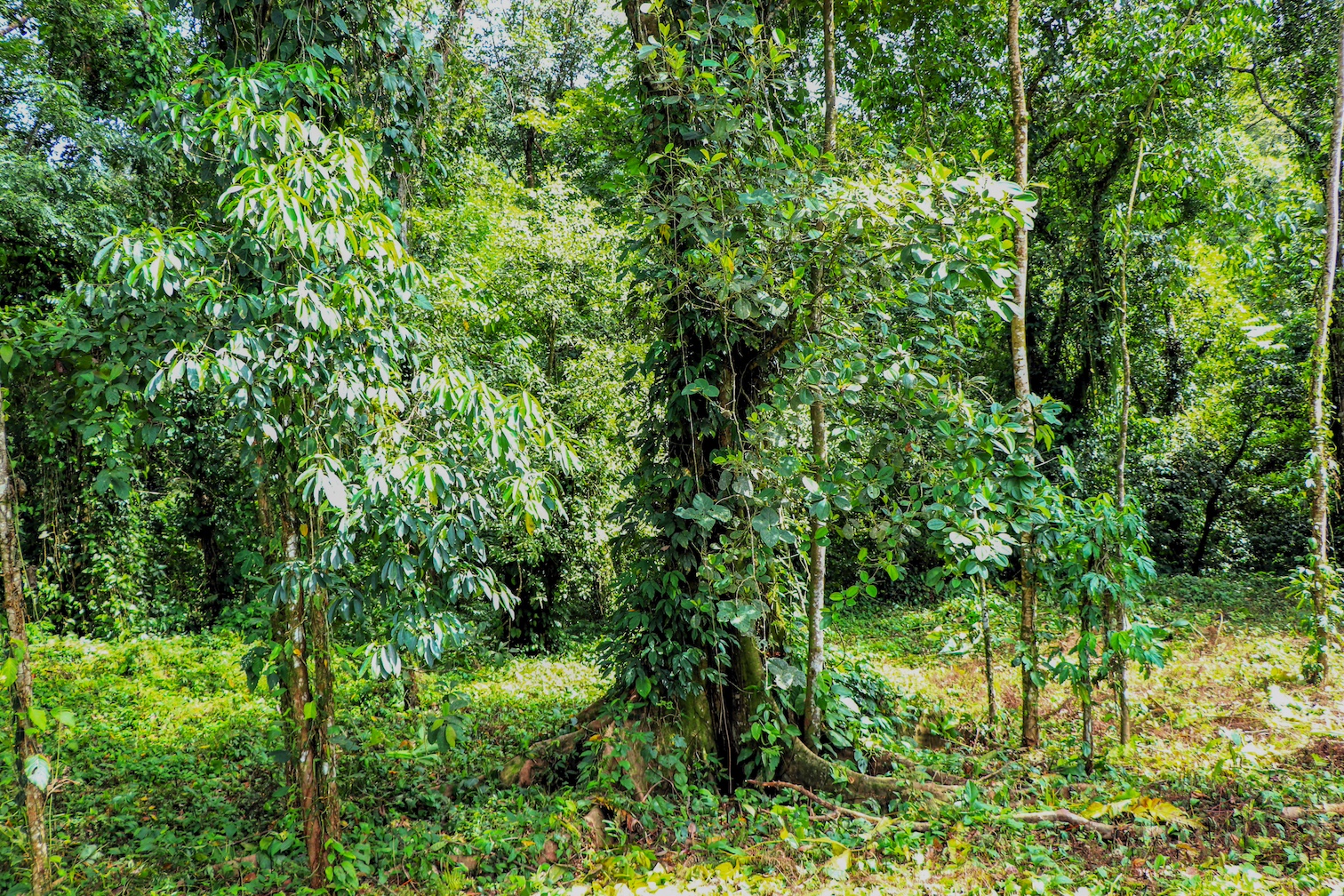 0 bed Land For Sale in Ojochal, Puntarenas - thumb 11