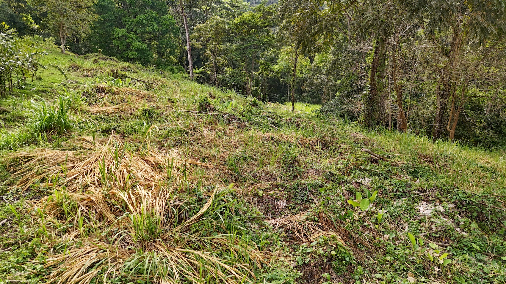 0 bed Land For Sale in Ojochal, Puntarenas - thumb 26