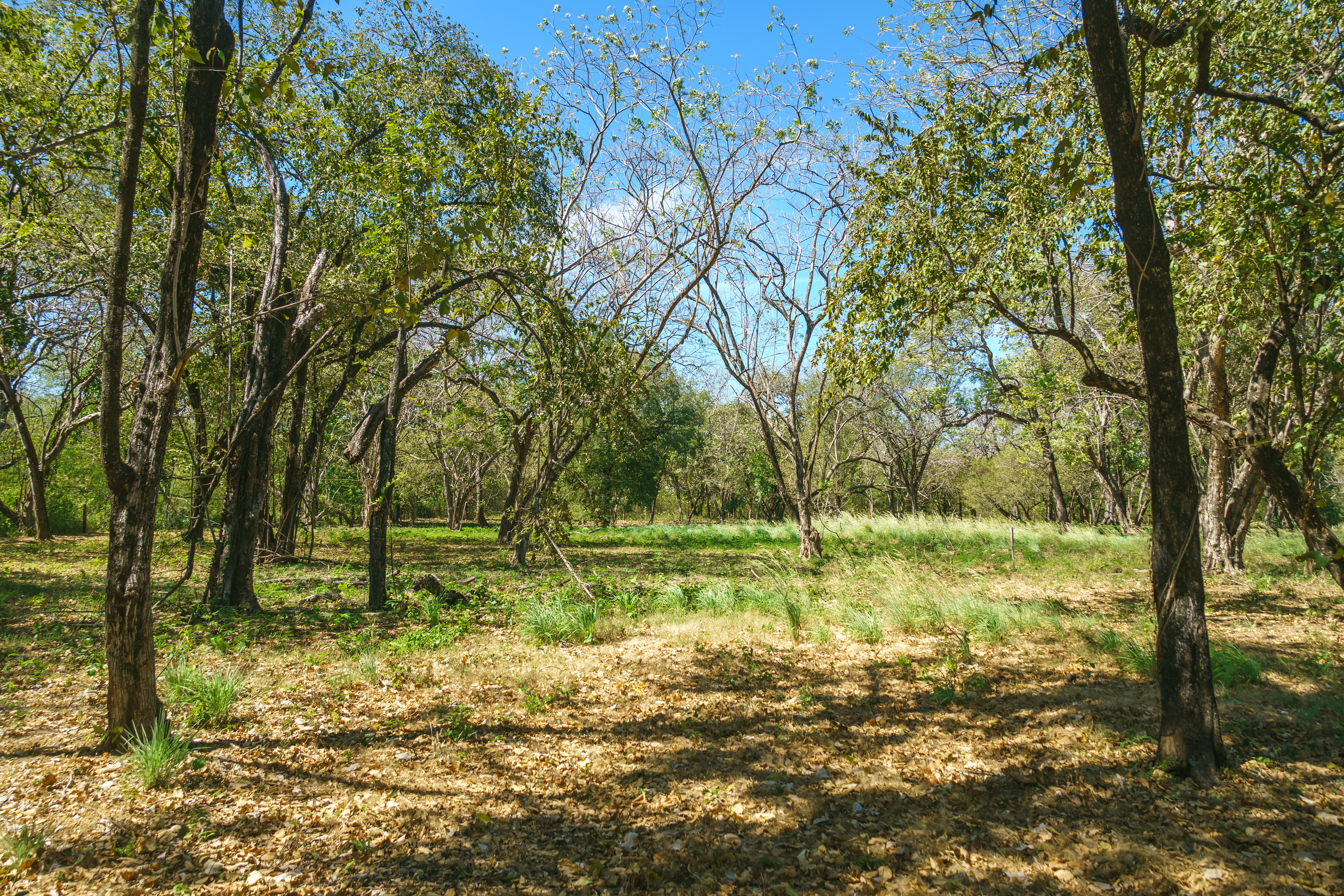 0 bed Land For Sale in Playa Grande, Guanacaste - thumb 21