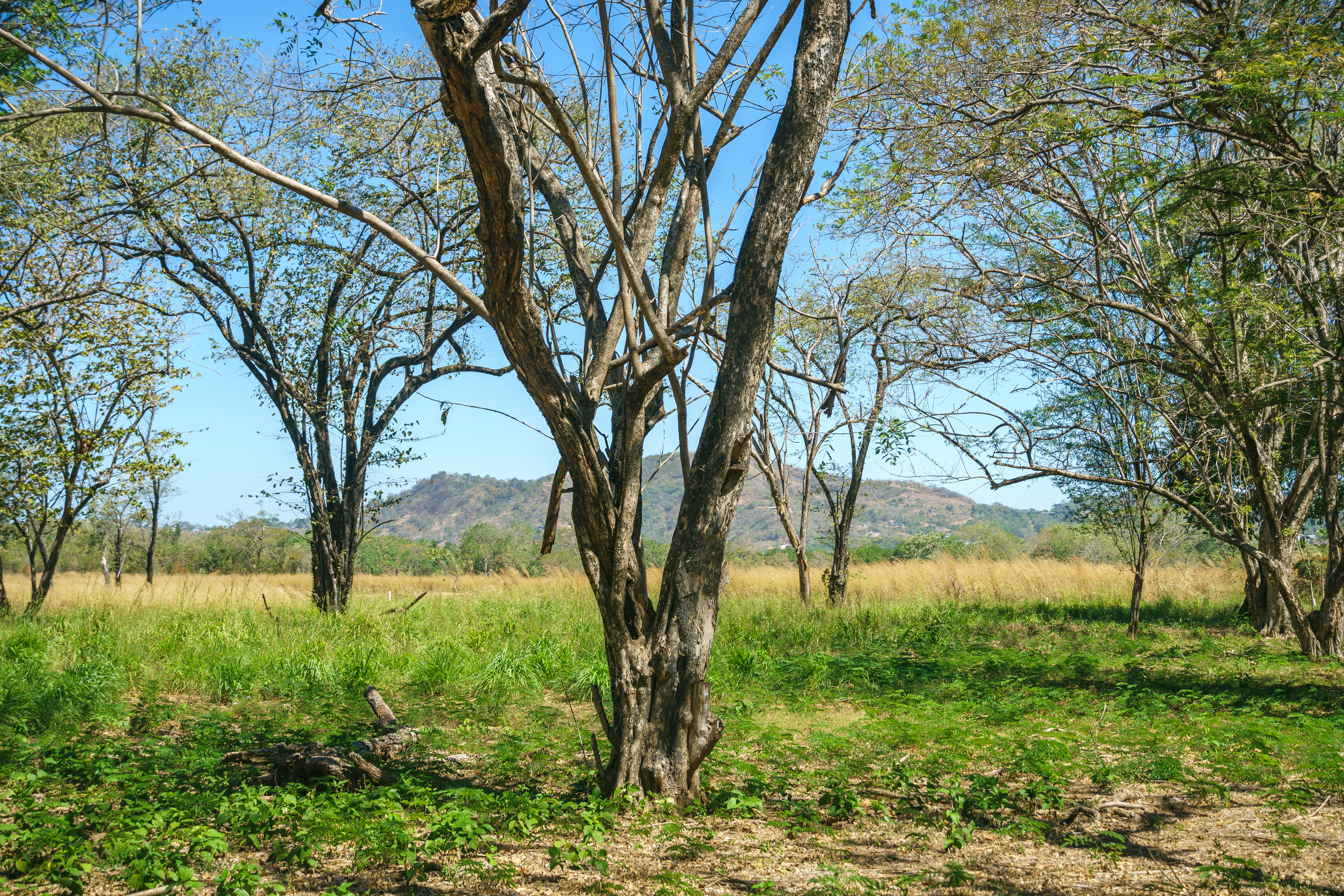 0 bed Land For Sale in Playa Grande, Guanacaste - thumb 24