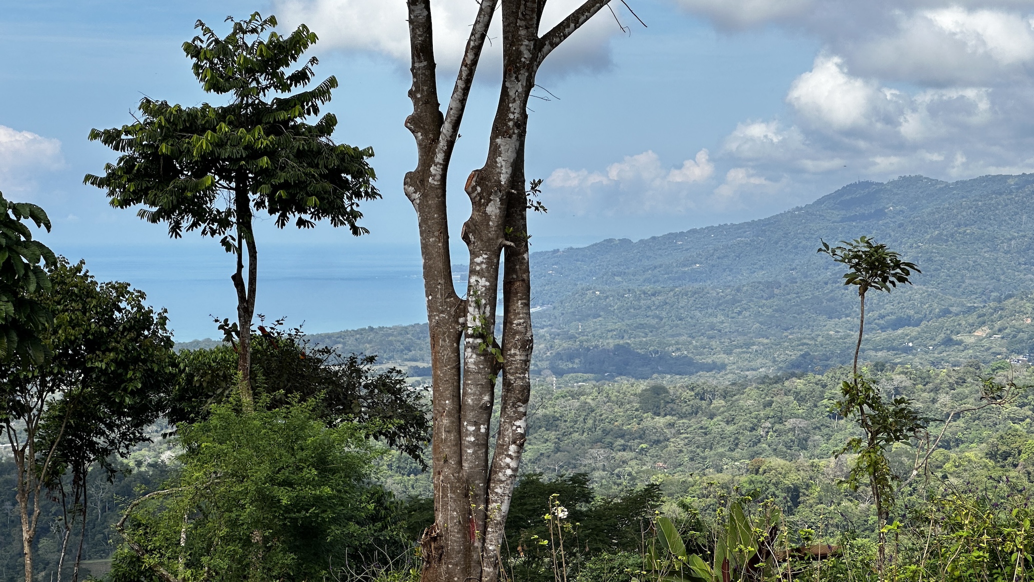 6 bed Single Family Homes For Sale in Uvita, Puntarenas - thumb 4