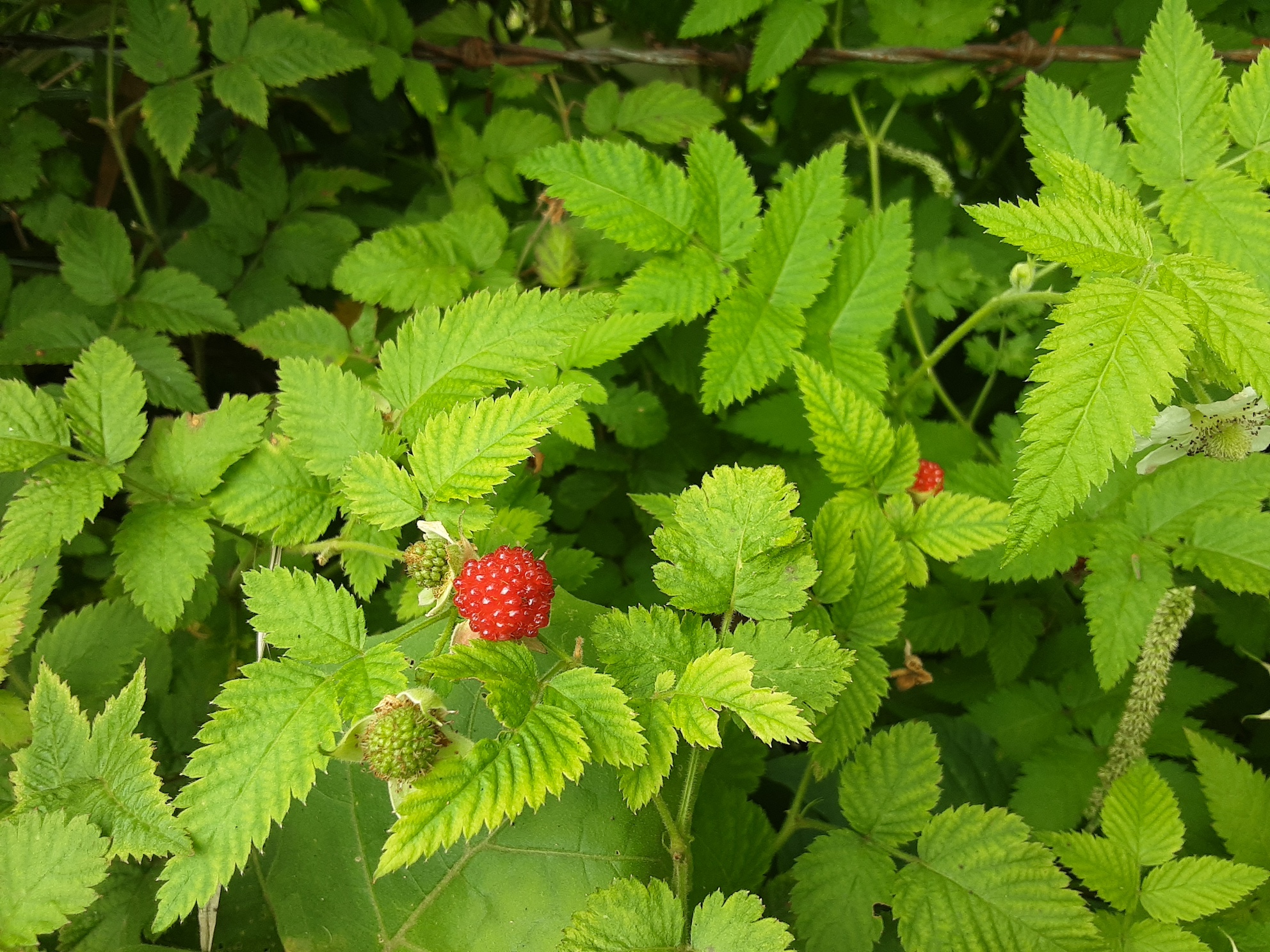 1 bed Land For Sale in Uvita, Puntarenas - thumb 15