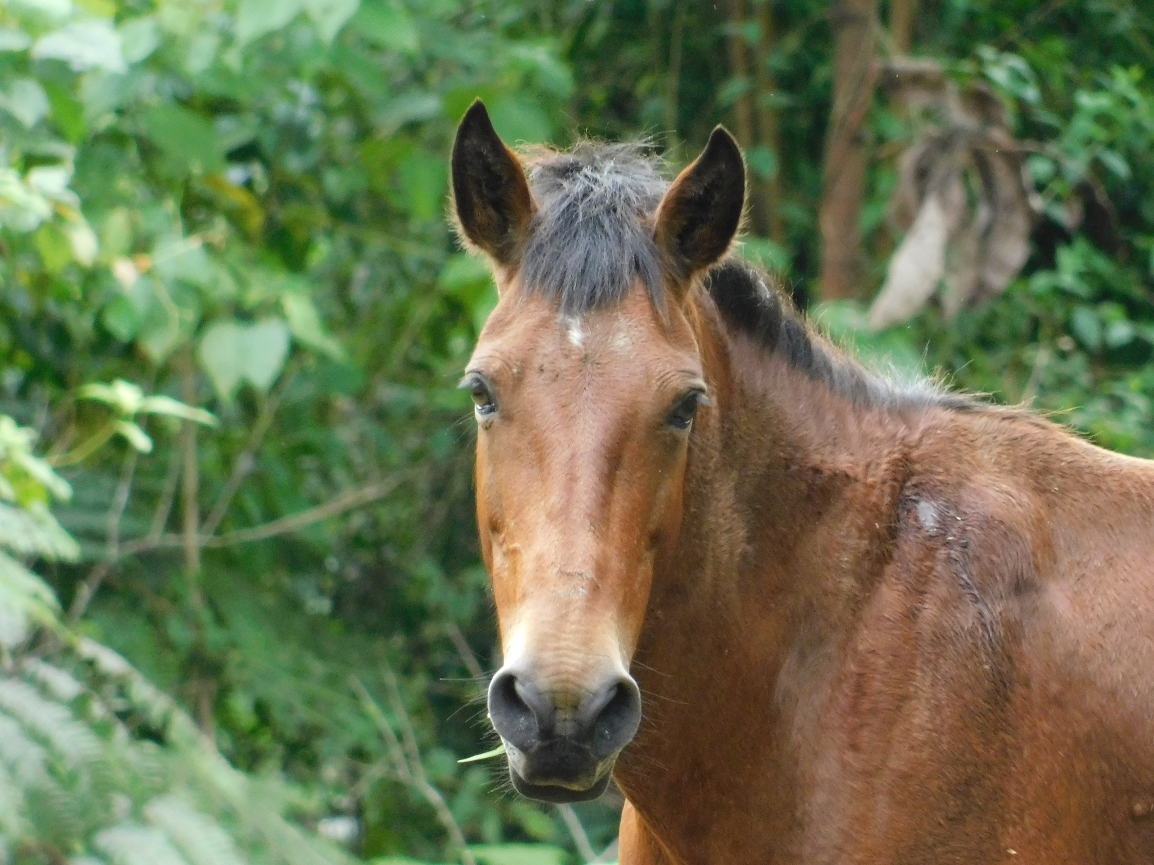 1 bed Land For Sale in Uvita, Puntarenas - thumb 14