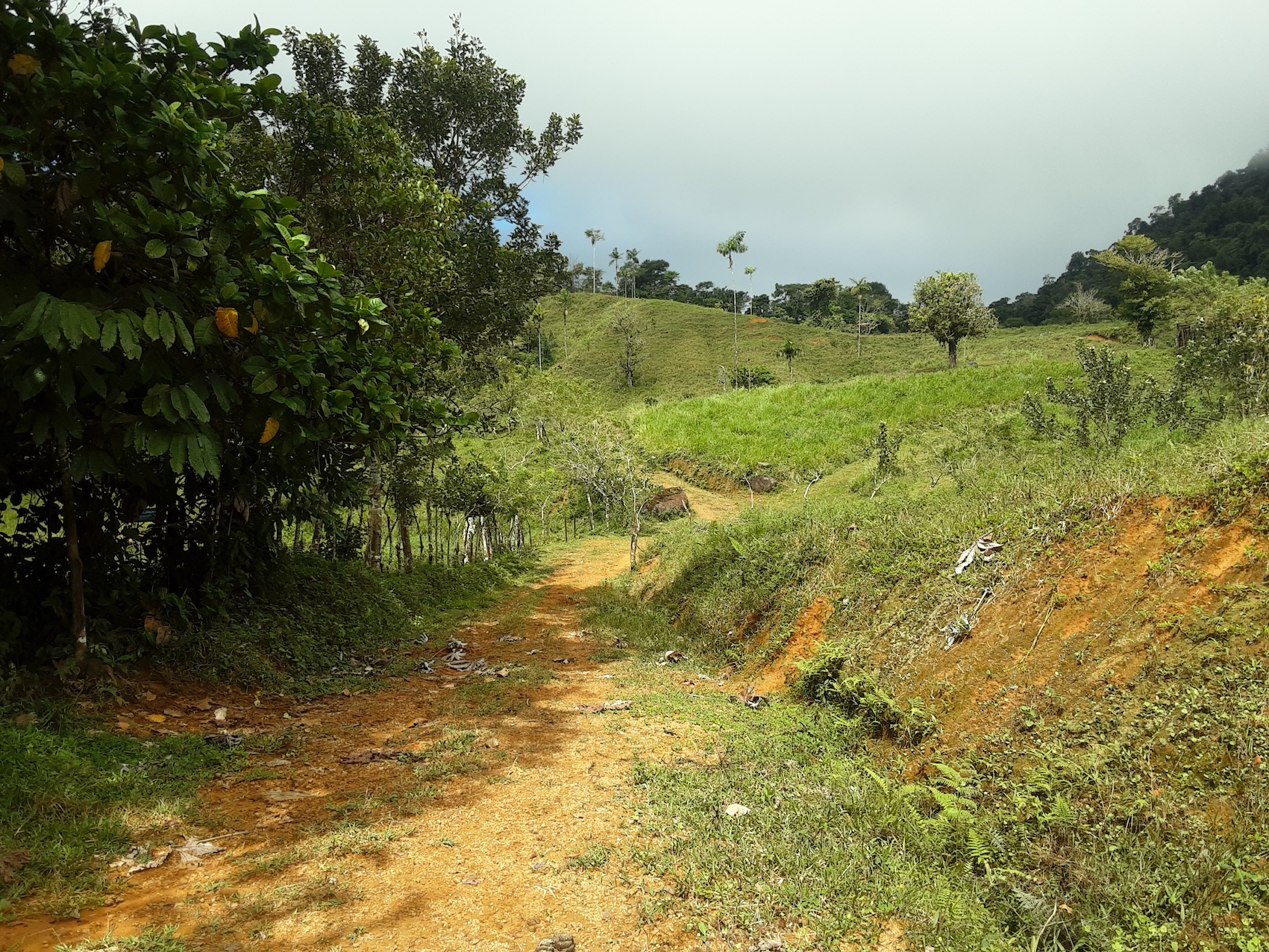 1 bed Land For Sale in Uvita, Puntarenas - thumb 18