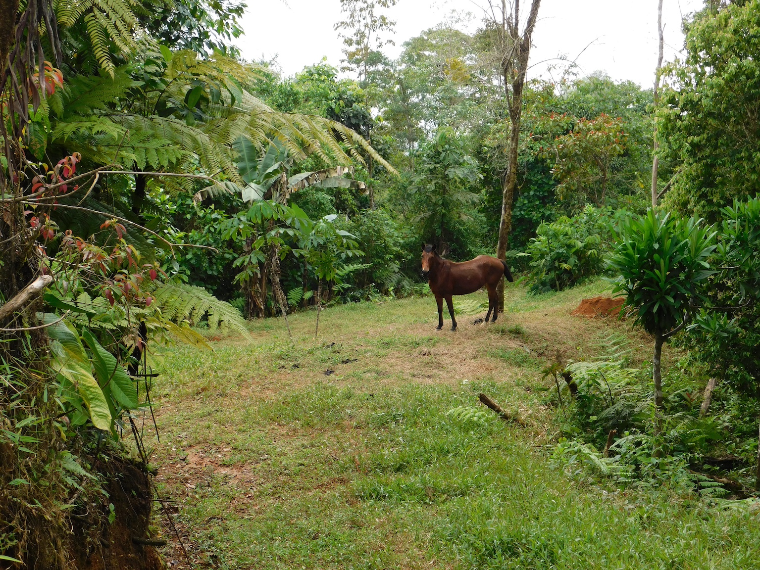 1 bed Land For Sale in Uvita, Puntarenas - thumb 13