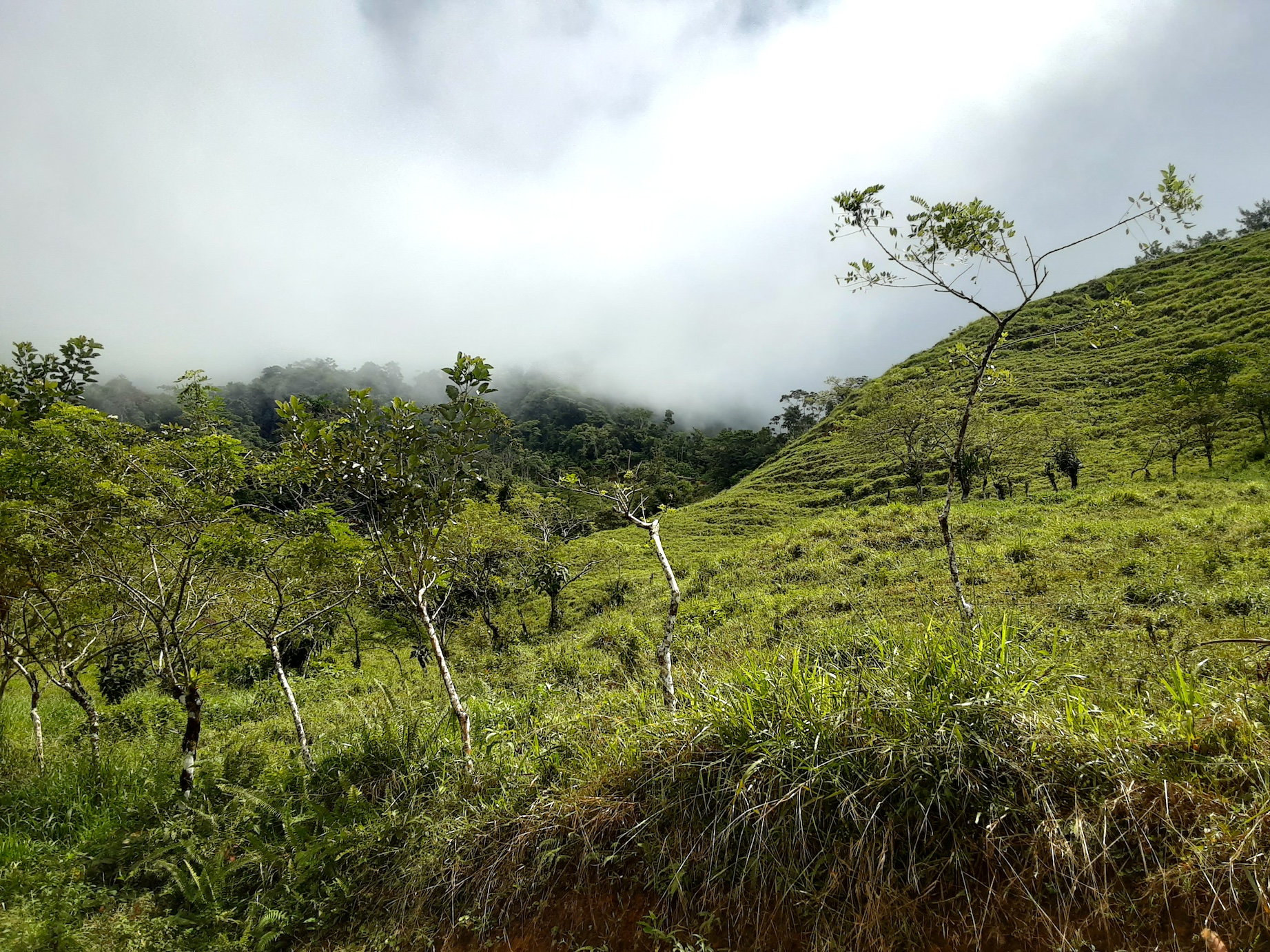 1 bed Land For Sale in Uvita, Puntarenas - thumb 20