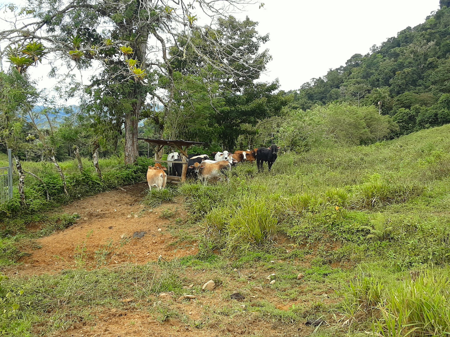 1 bed Land For Sale in Uvita, Puntarenas - thumb 12