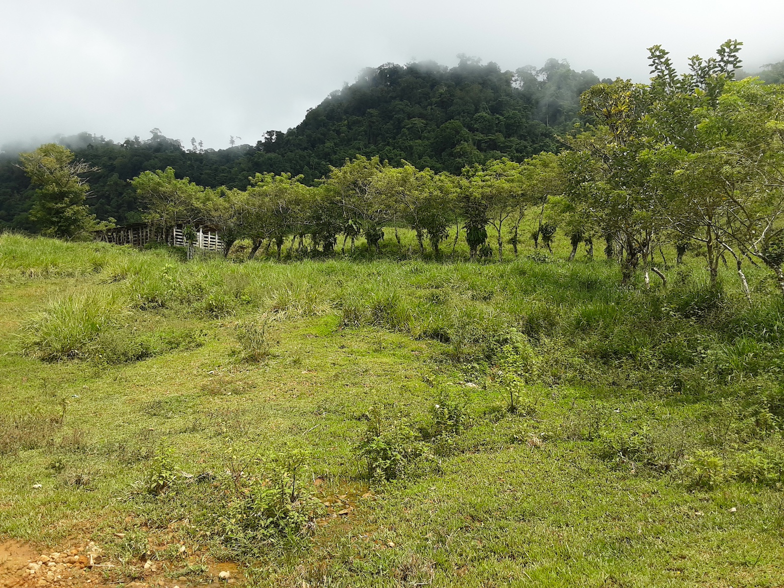 1 bed Land For Sale in Uvita, Puntarenas - thumb 17